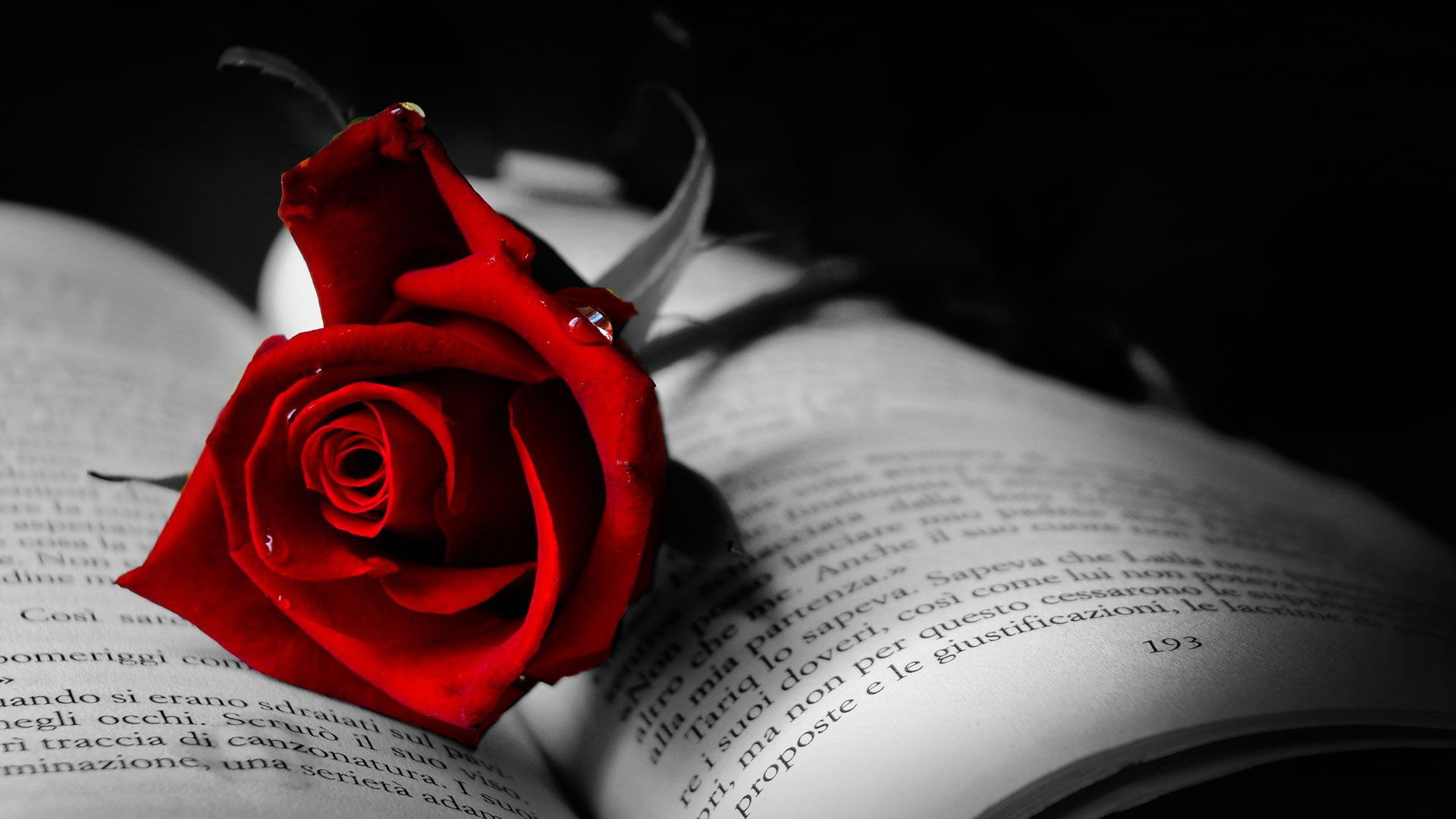 Red Rose Background