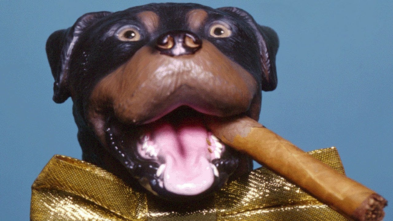 Late Night with Conan O'Brien: The Best of Triumph the Insult Comic Dog Background