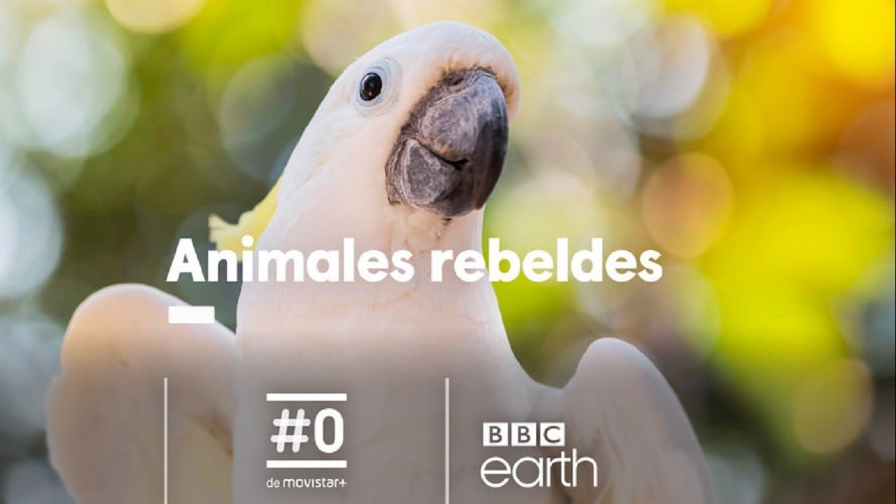 Animales rebeldes Background