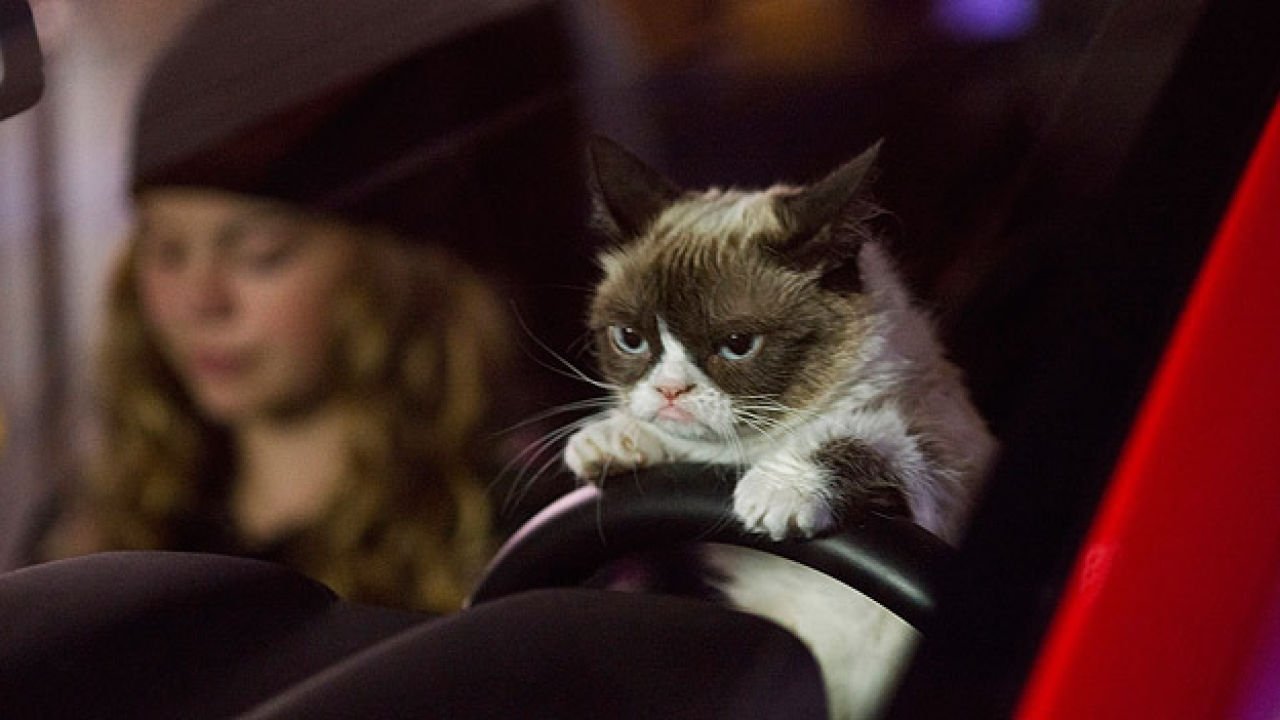 Grumpy Cat's Worst Christmas Ever Background