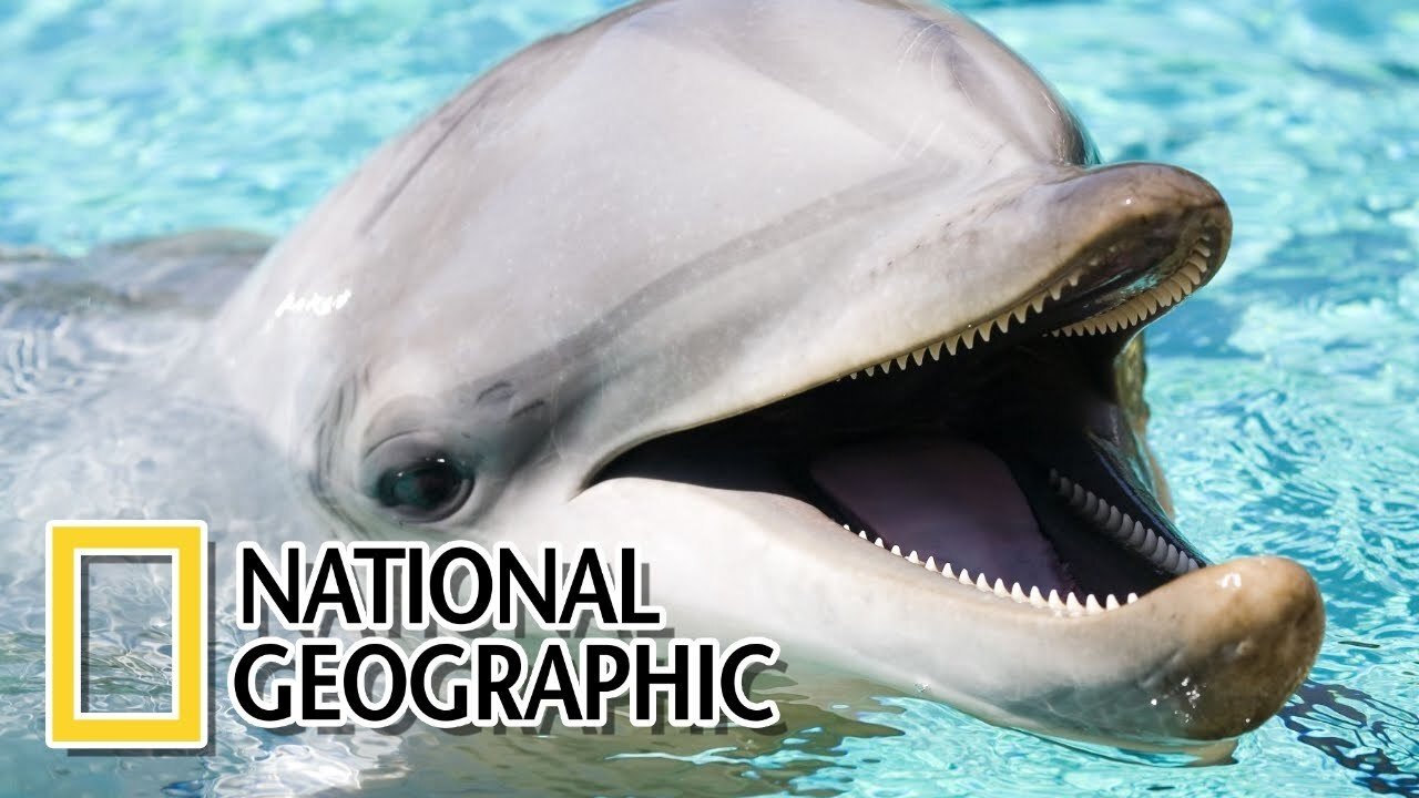 Dolphins: The Wild Side Background