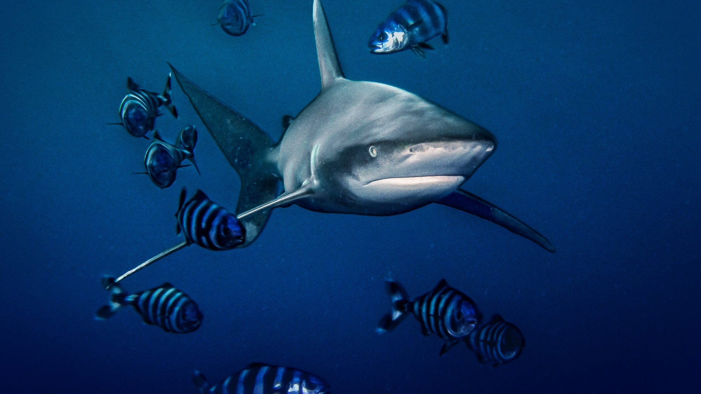 World's Most Dangerous Shark? Background