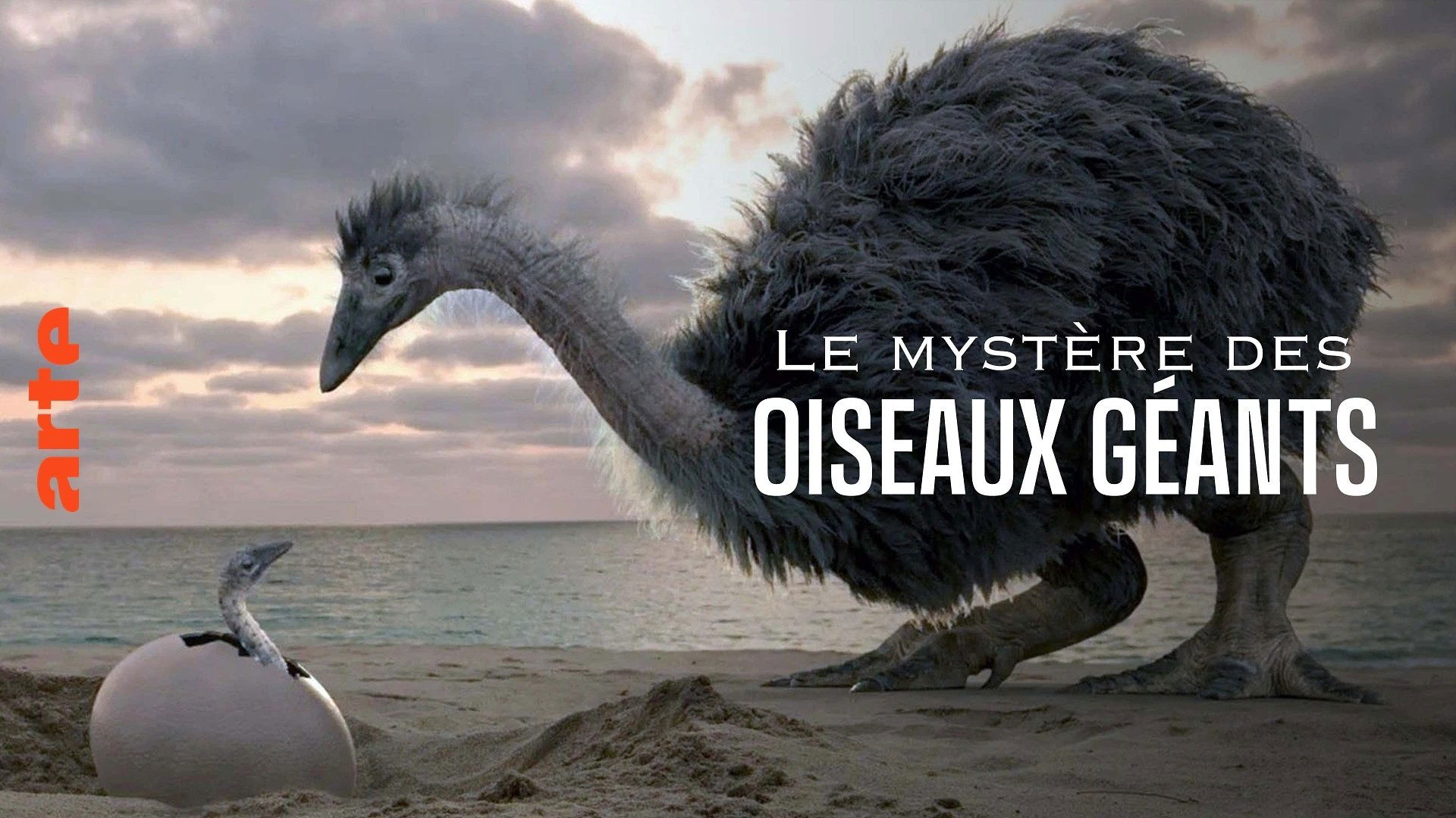 Mystery of the Giant Birds Background