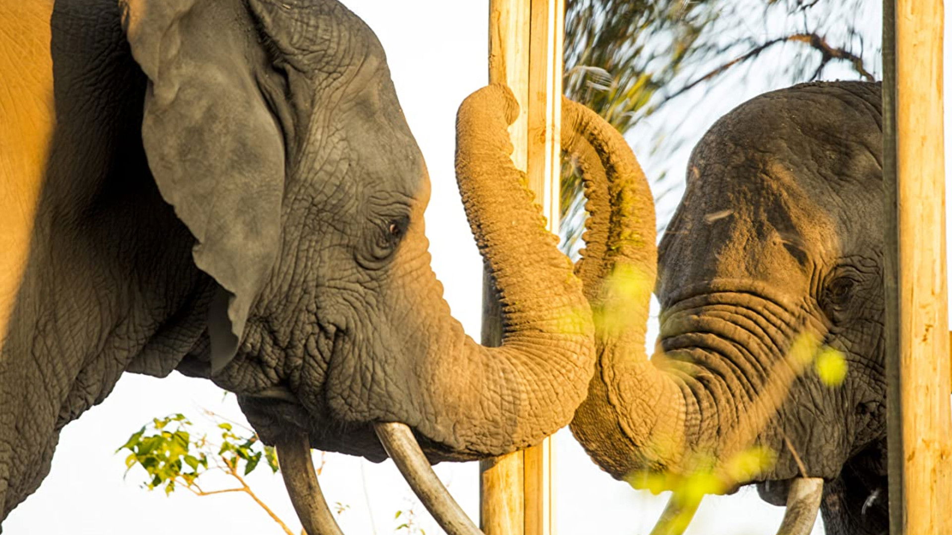 Mind of a Giant Background