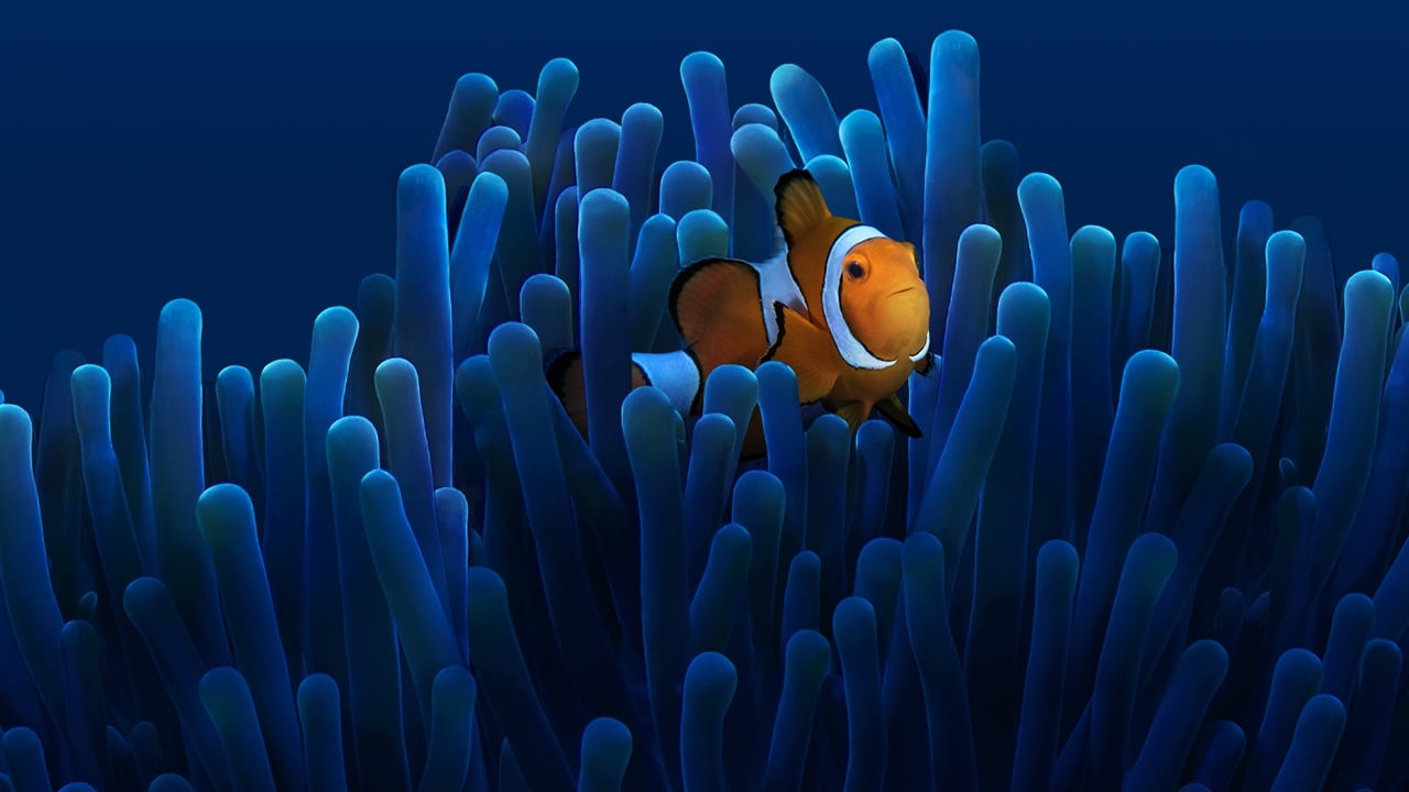 Australia's Ocean Odyssey: A journey down the East Australian Current Background
