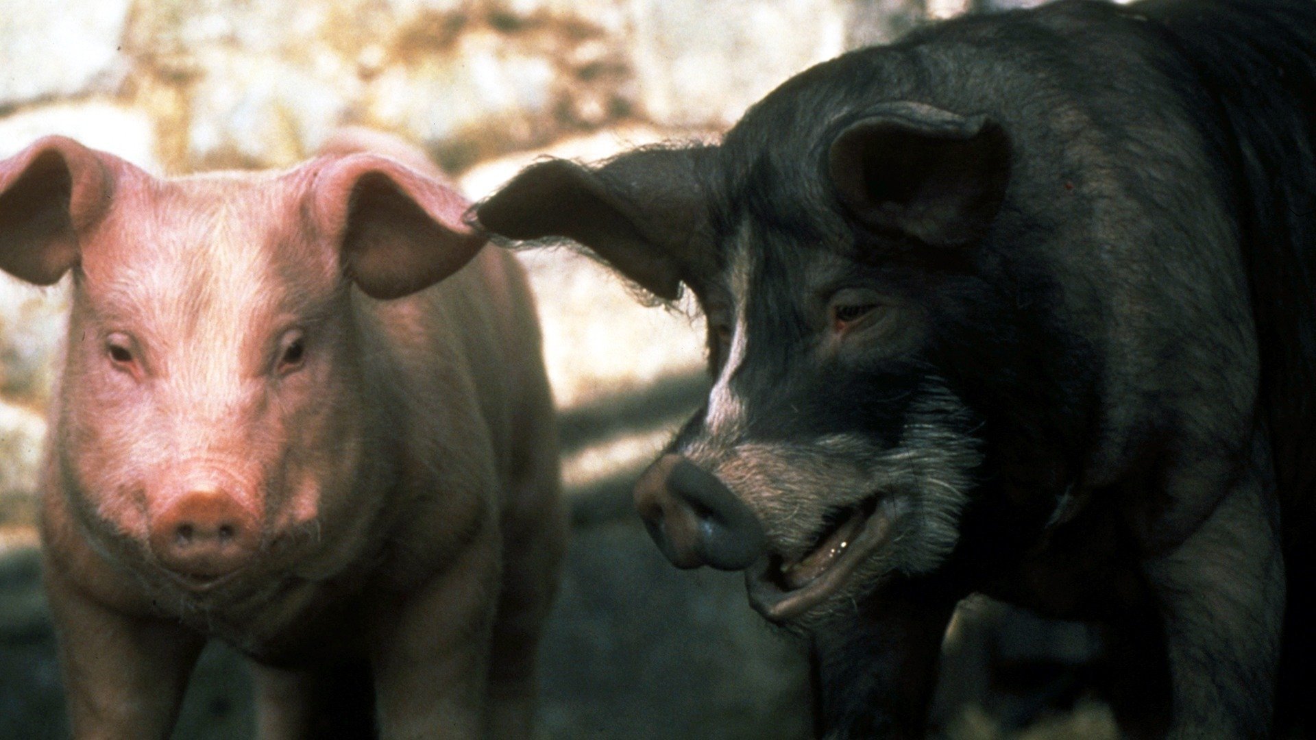 Animal Farm Background