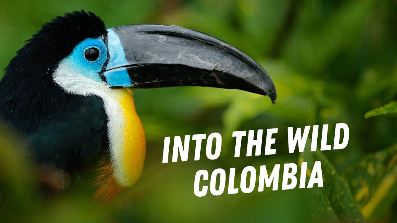 Into the Wild: Colombia Background