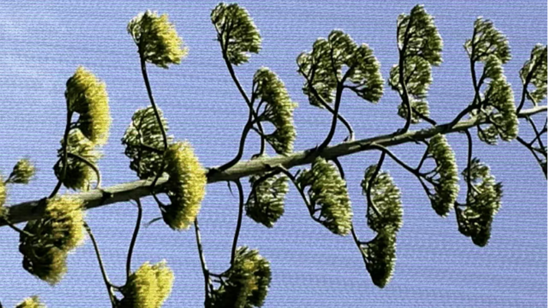 Plant X Background