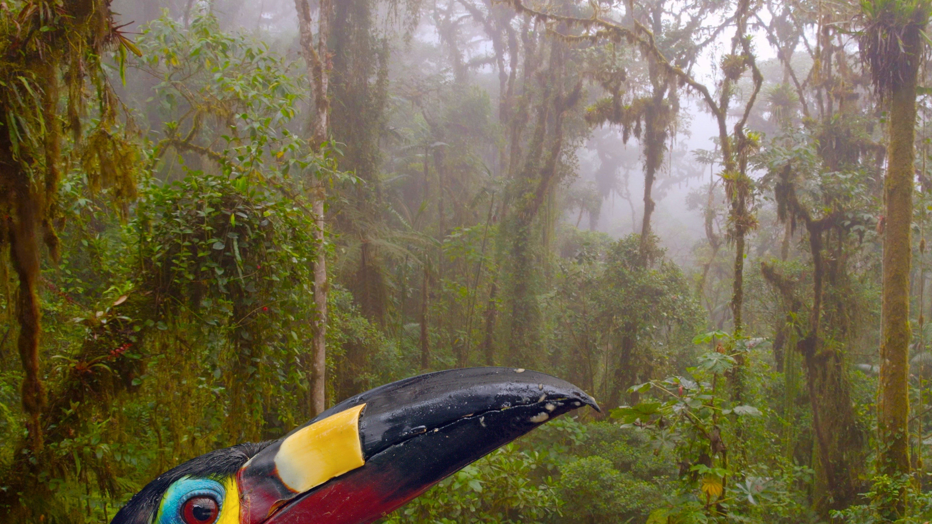 Ecuador: On the Wild Side Background