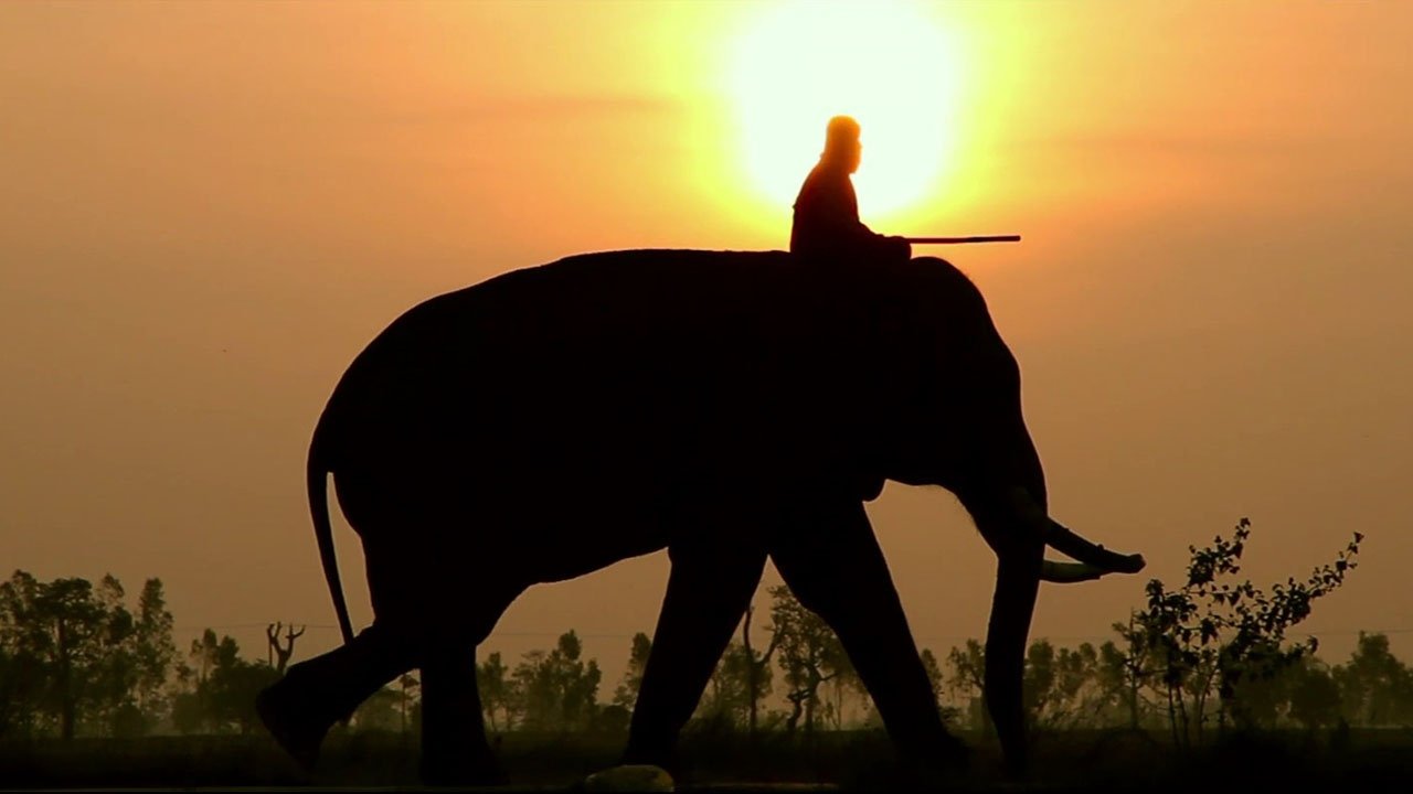 When Elephants Were Young Background