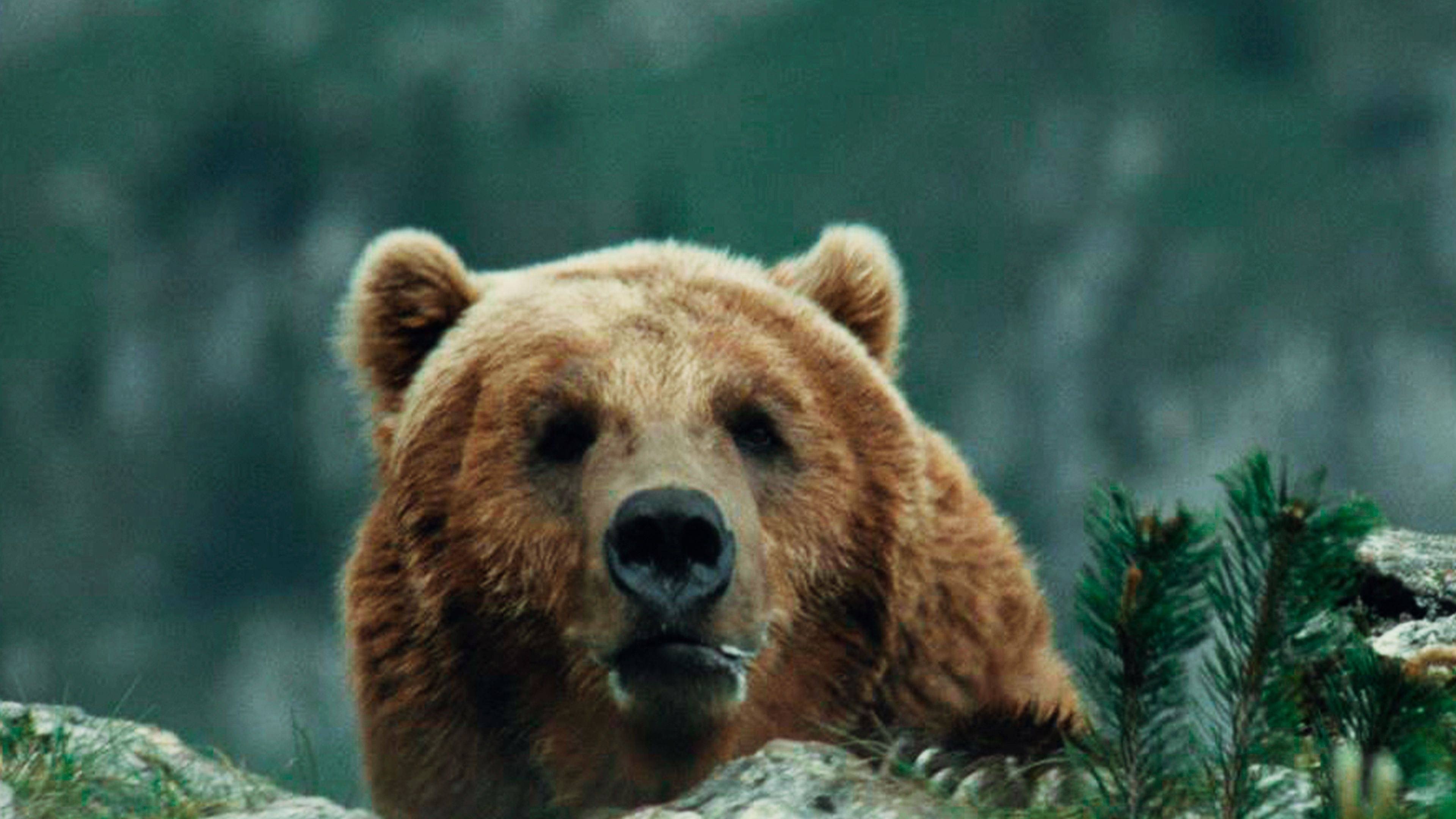 The Bear Background