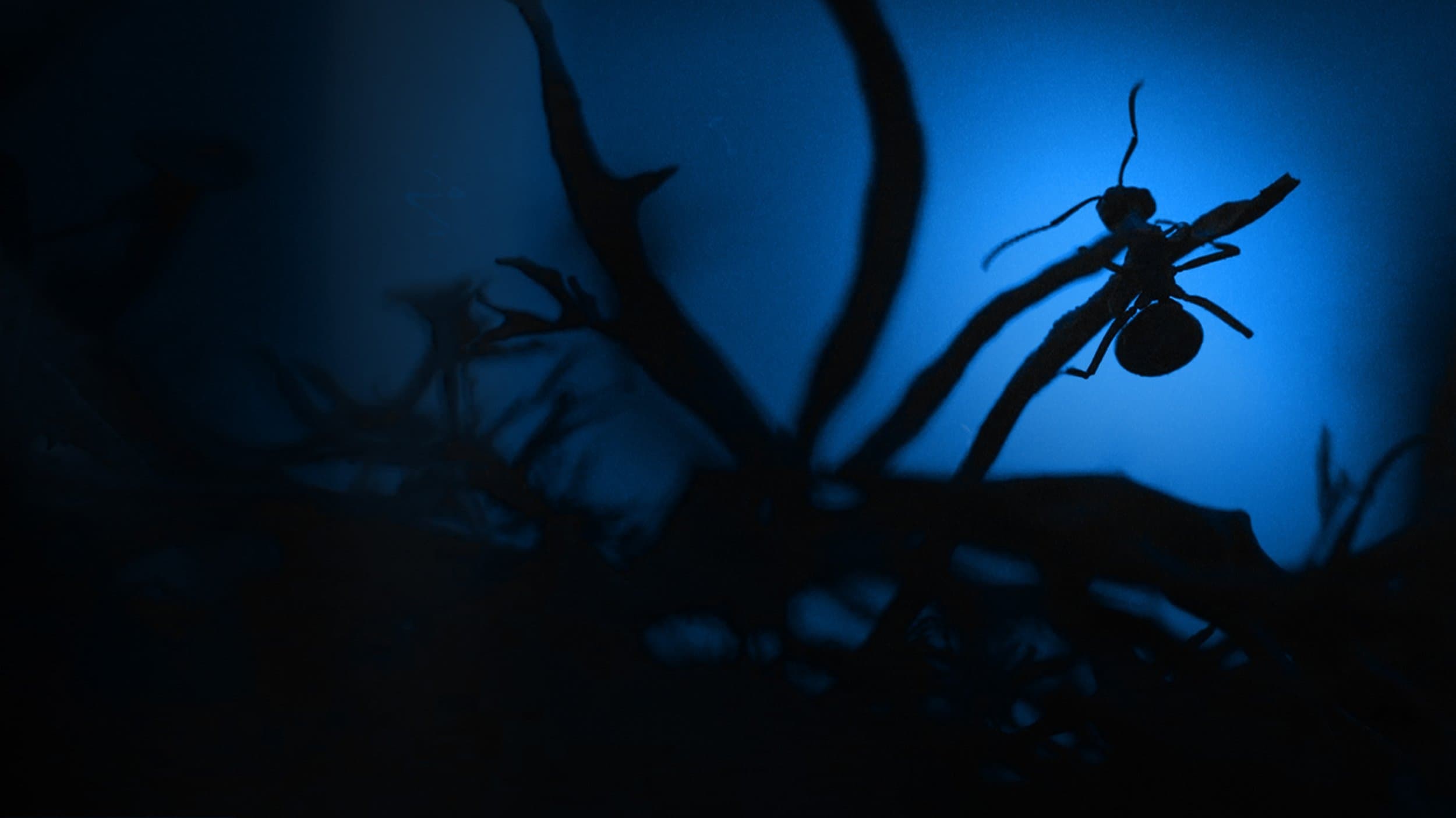 Le Royaume des fourmis Background