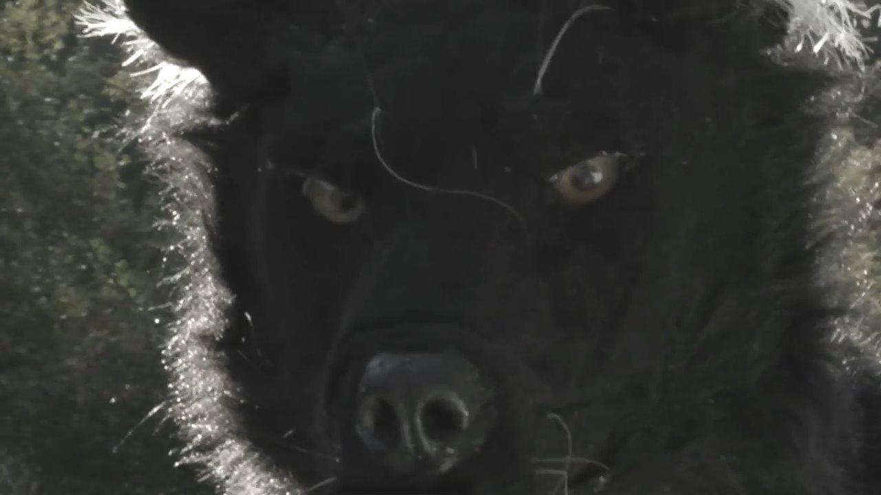Dogman 2: The Wrath of the Litter Background
