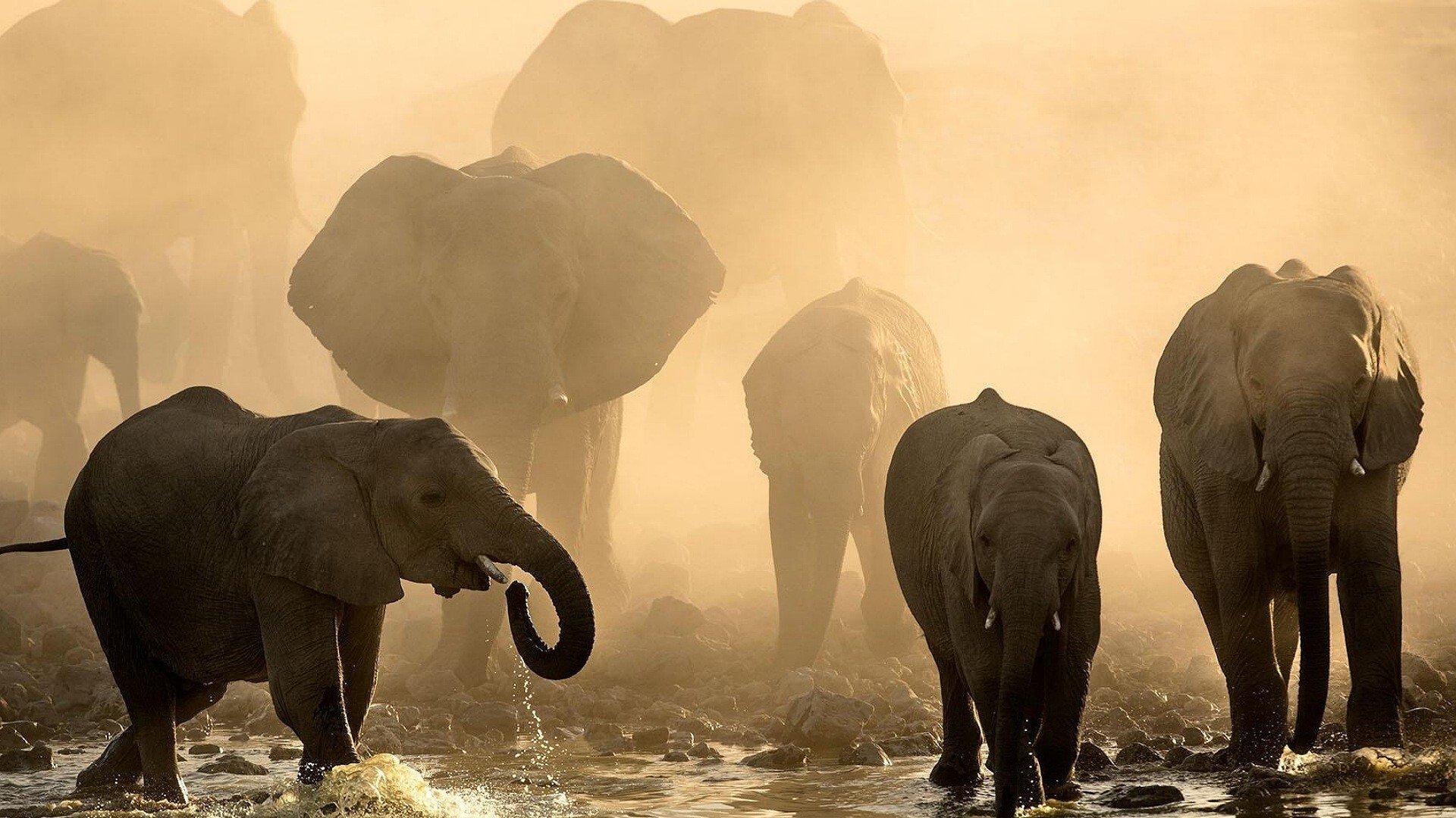 Life at the Waterhole Background