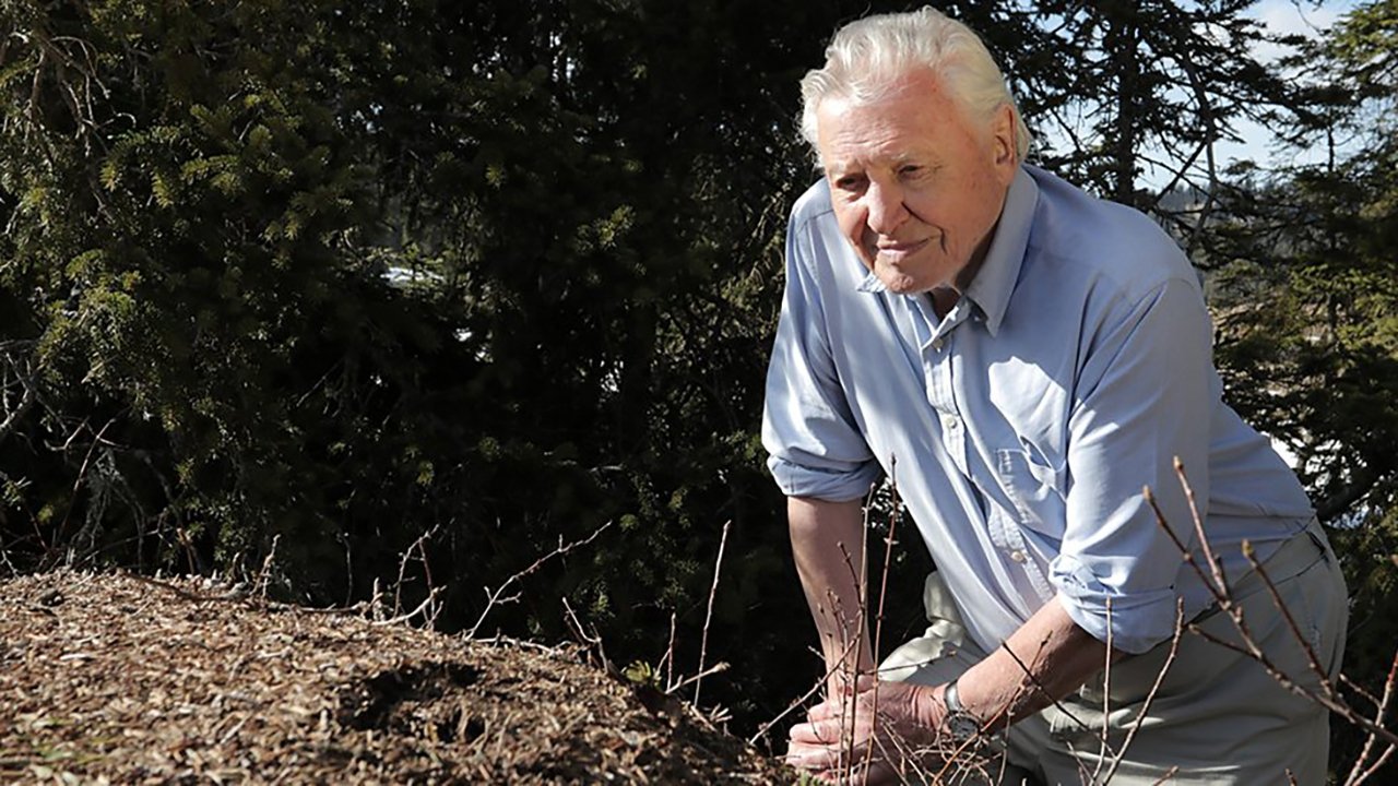 Attenborough and the Empire of the Ants Background