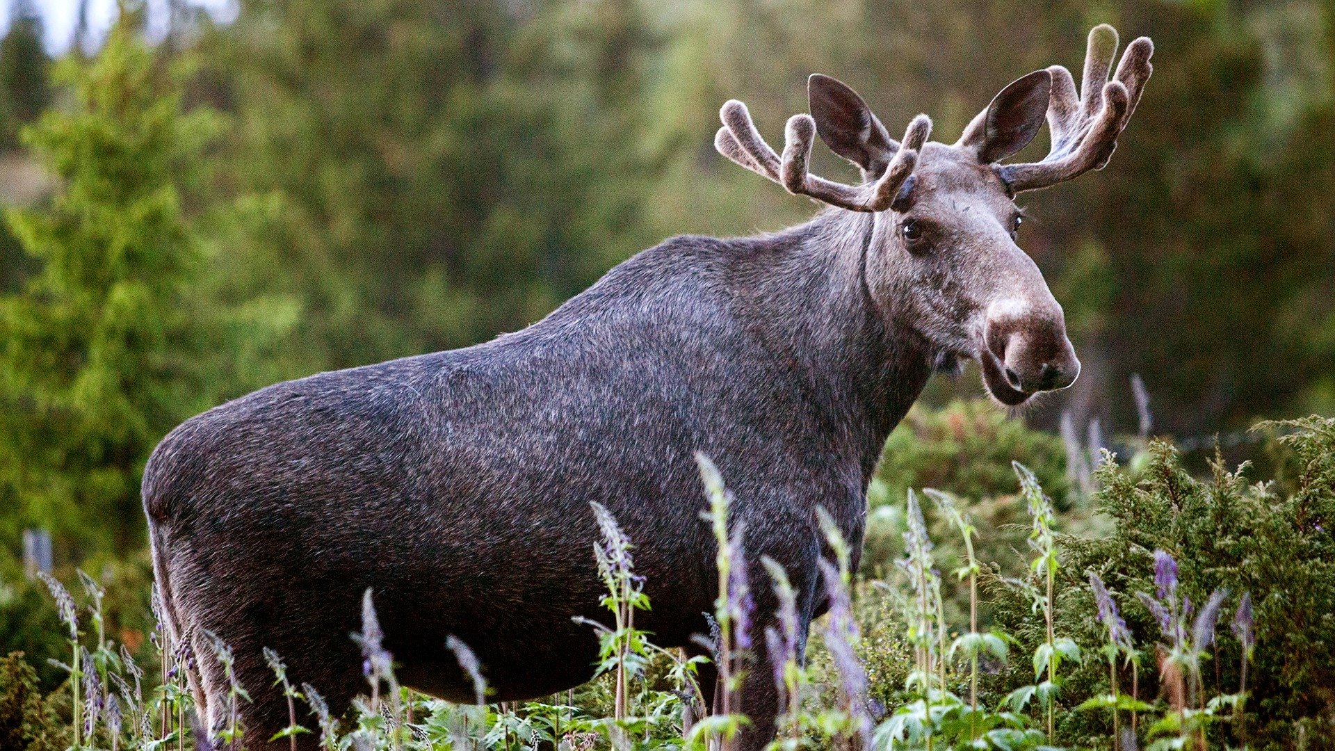 Den stora älgvandringen Background