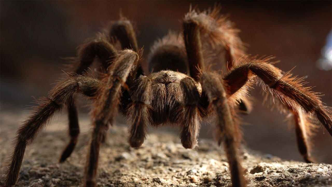 72 Dangerous Animals: Australia Background