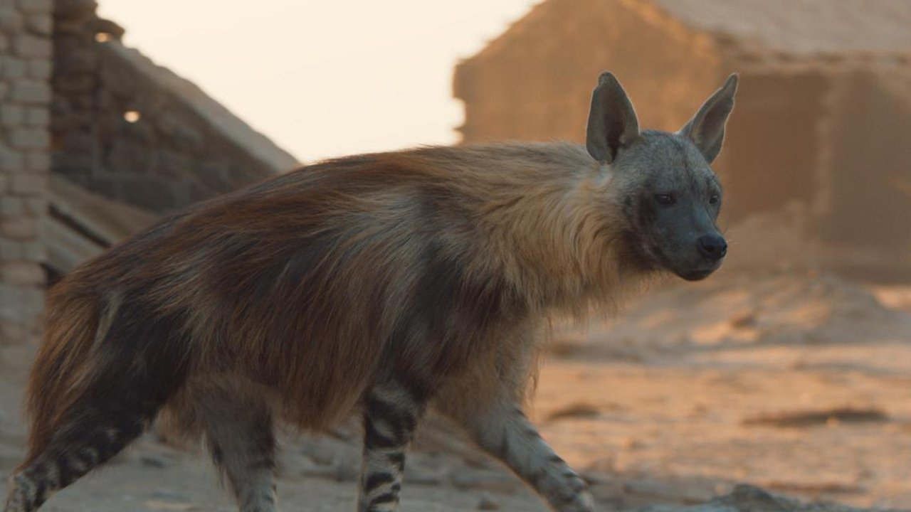 A Hyena like No Other Background