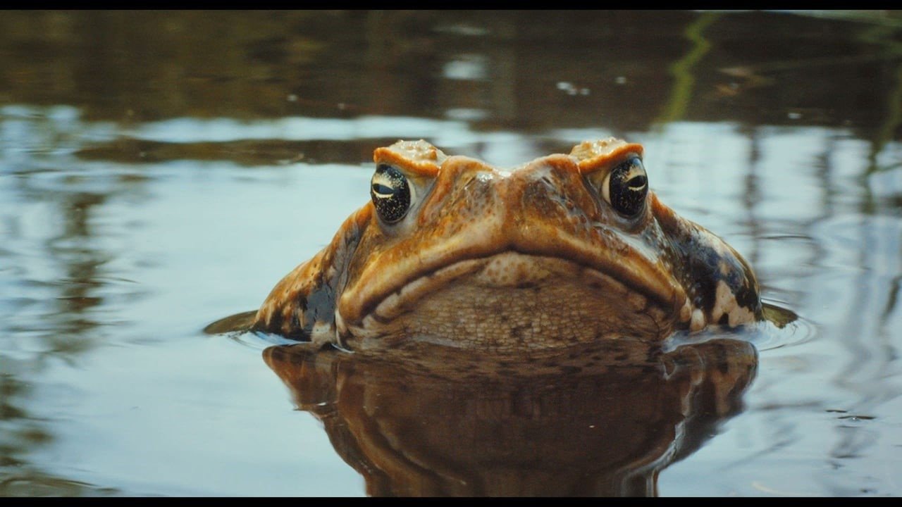 Cane Toads: The Conquest Background