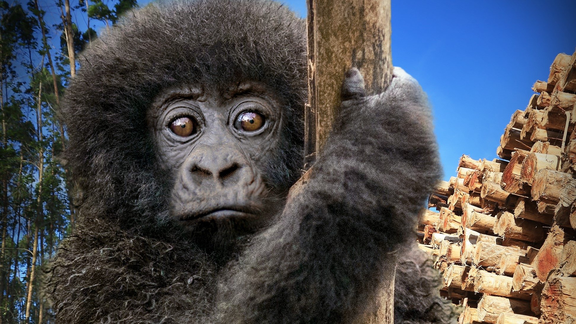 Escape from Extinction: Rewilding Background