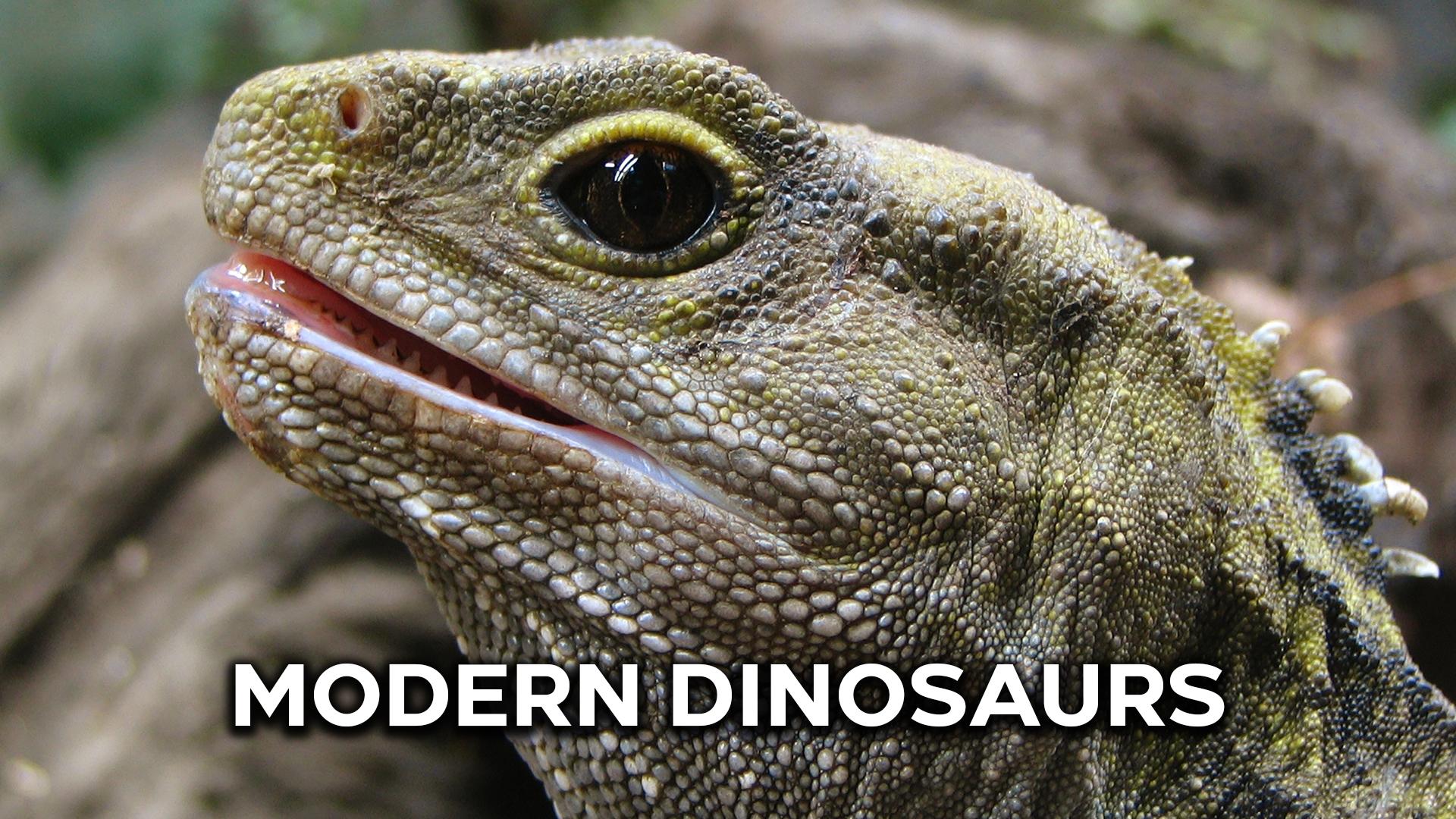 Modern Dinosaurs Background