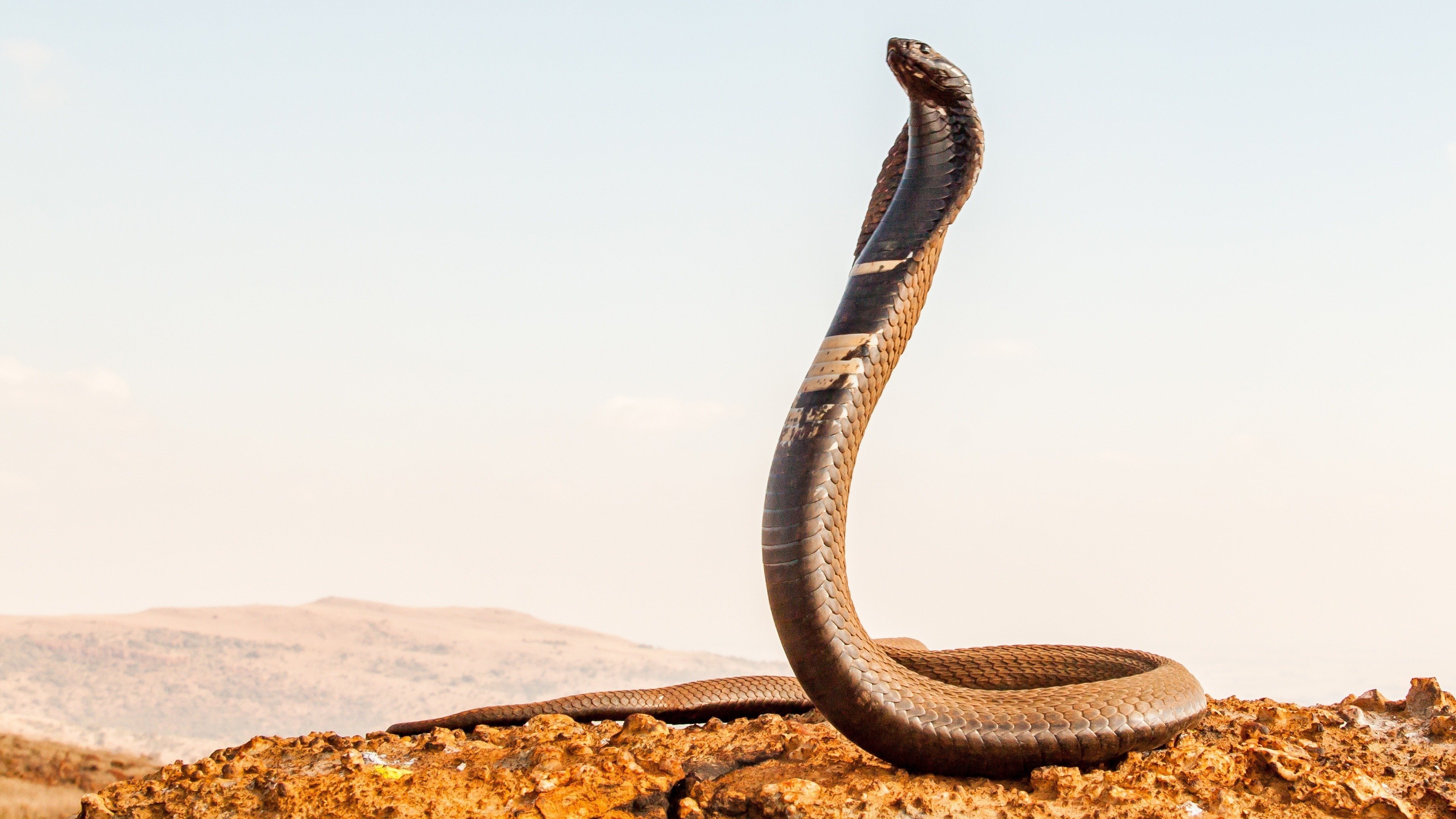 Extreme Snakes Background