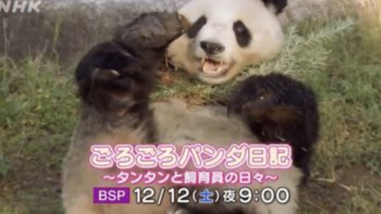 ごろごろパンダ日記 Background