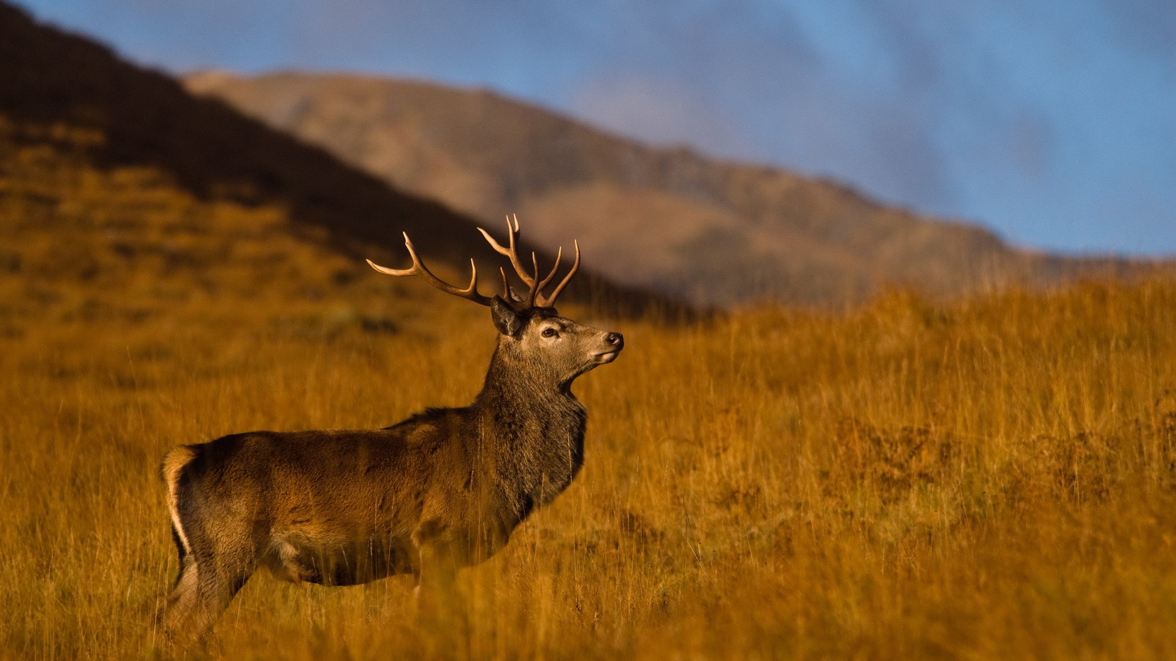 Highlands: Scotland's Wild Heart Background