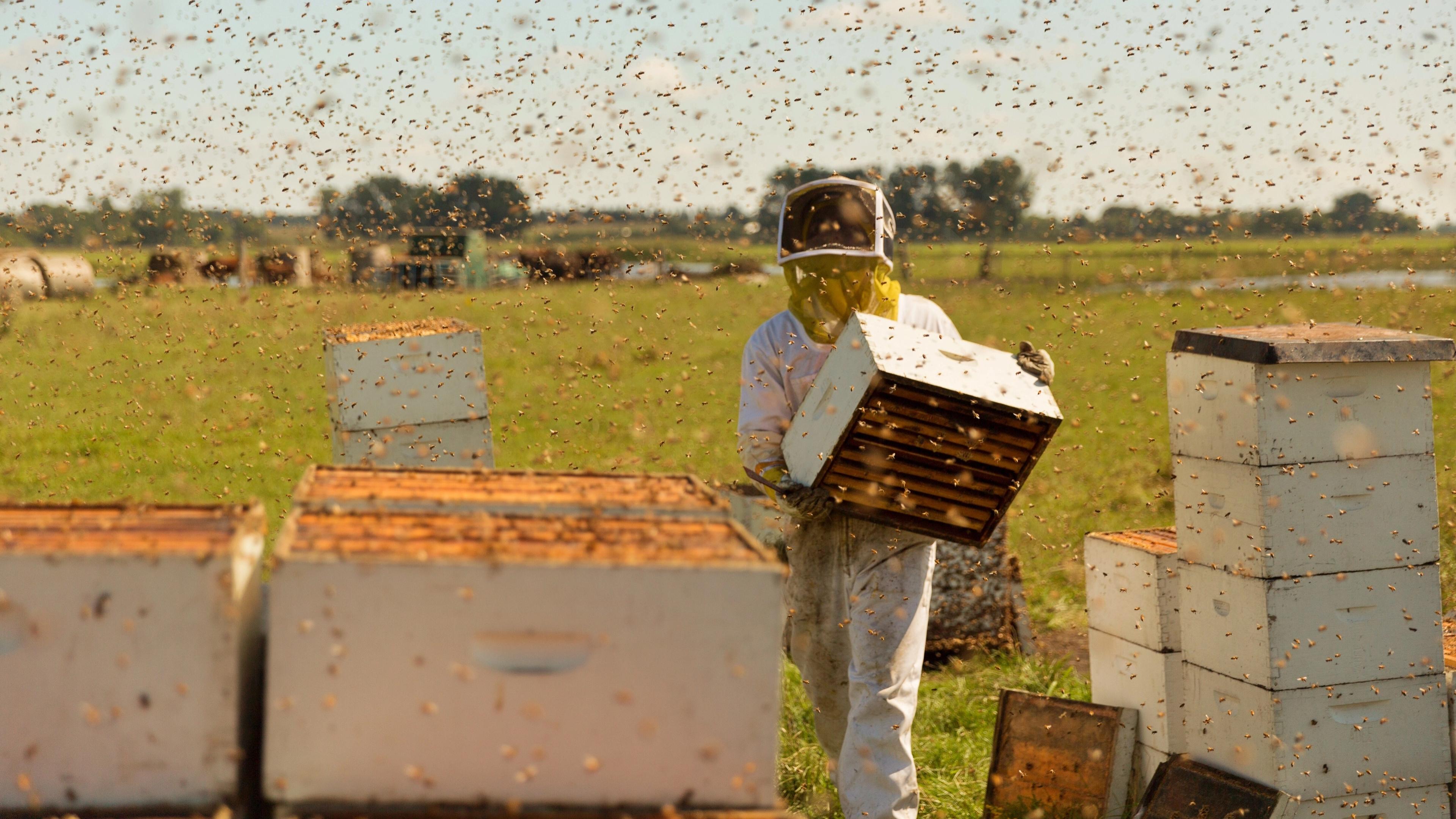 The Pollinators Background
