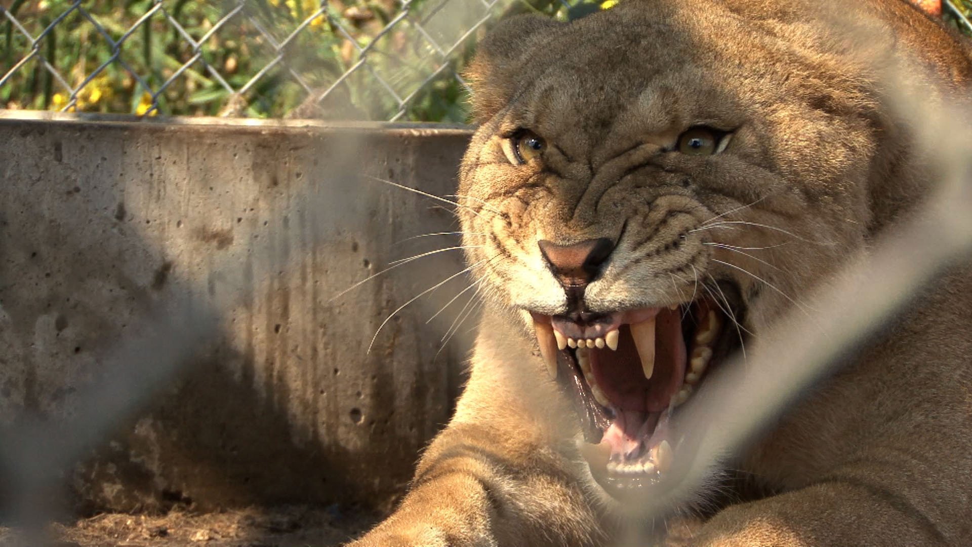 The Elephant in the Living Room Background
