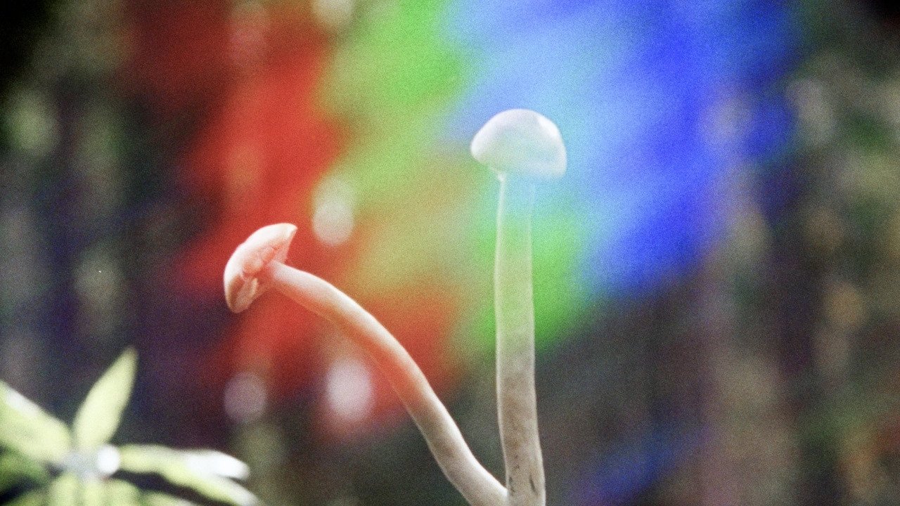 Shrooms Background