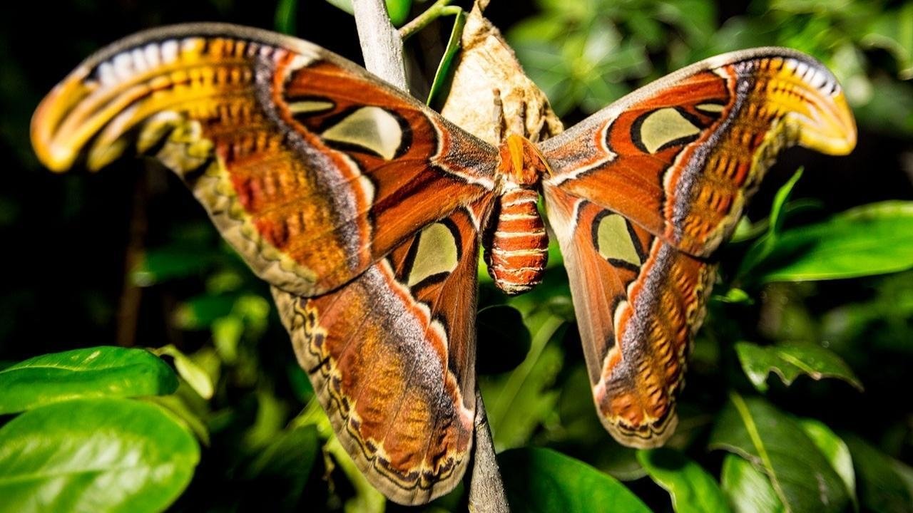 Incredible Insects Background