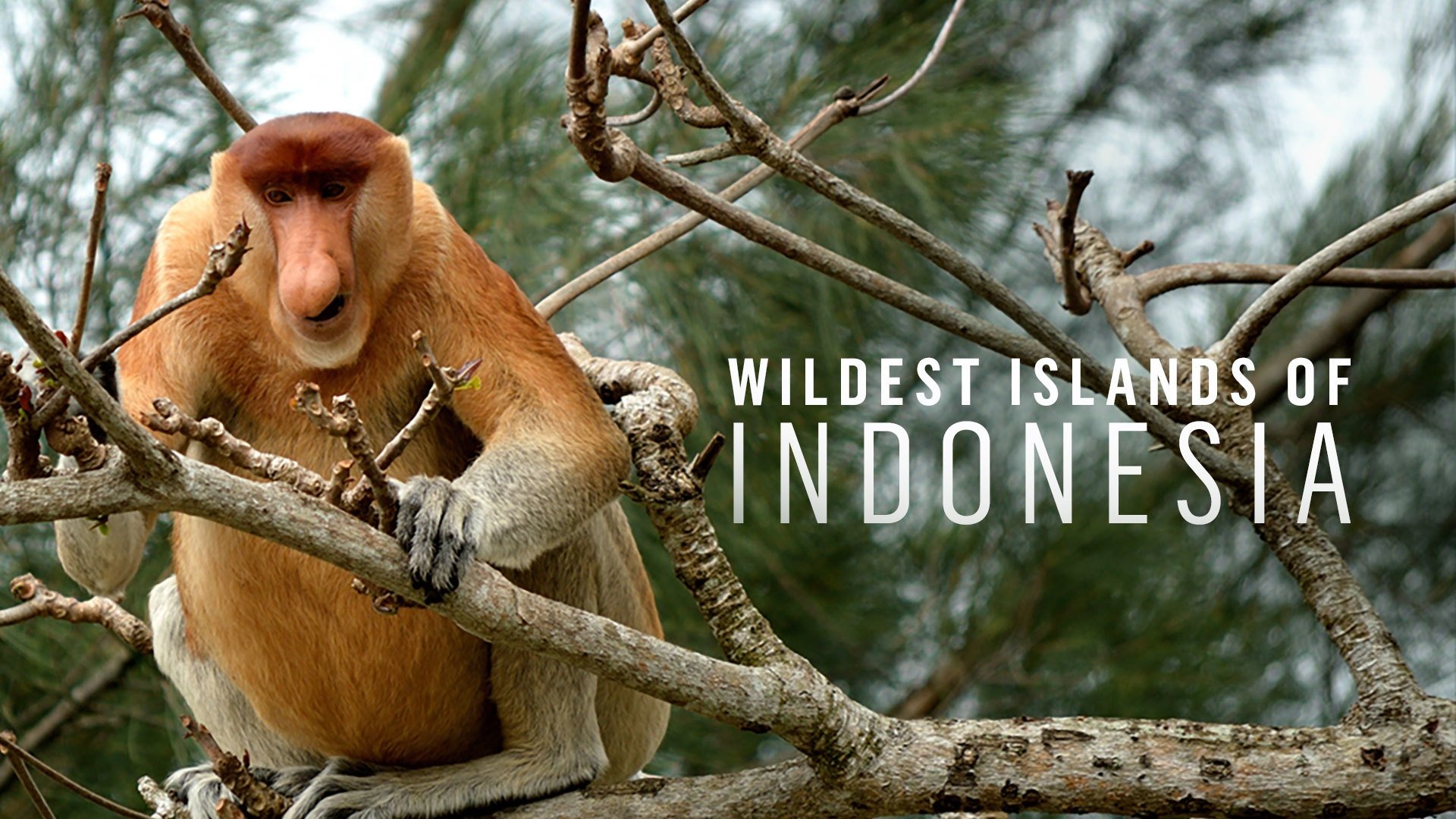 Wildest Islands of Indonesia Background