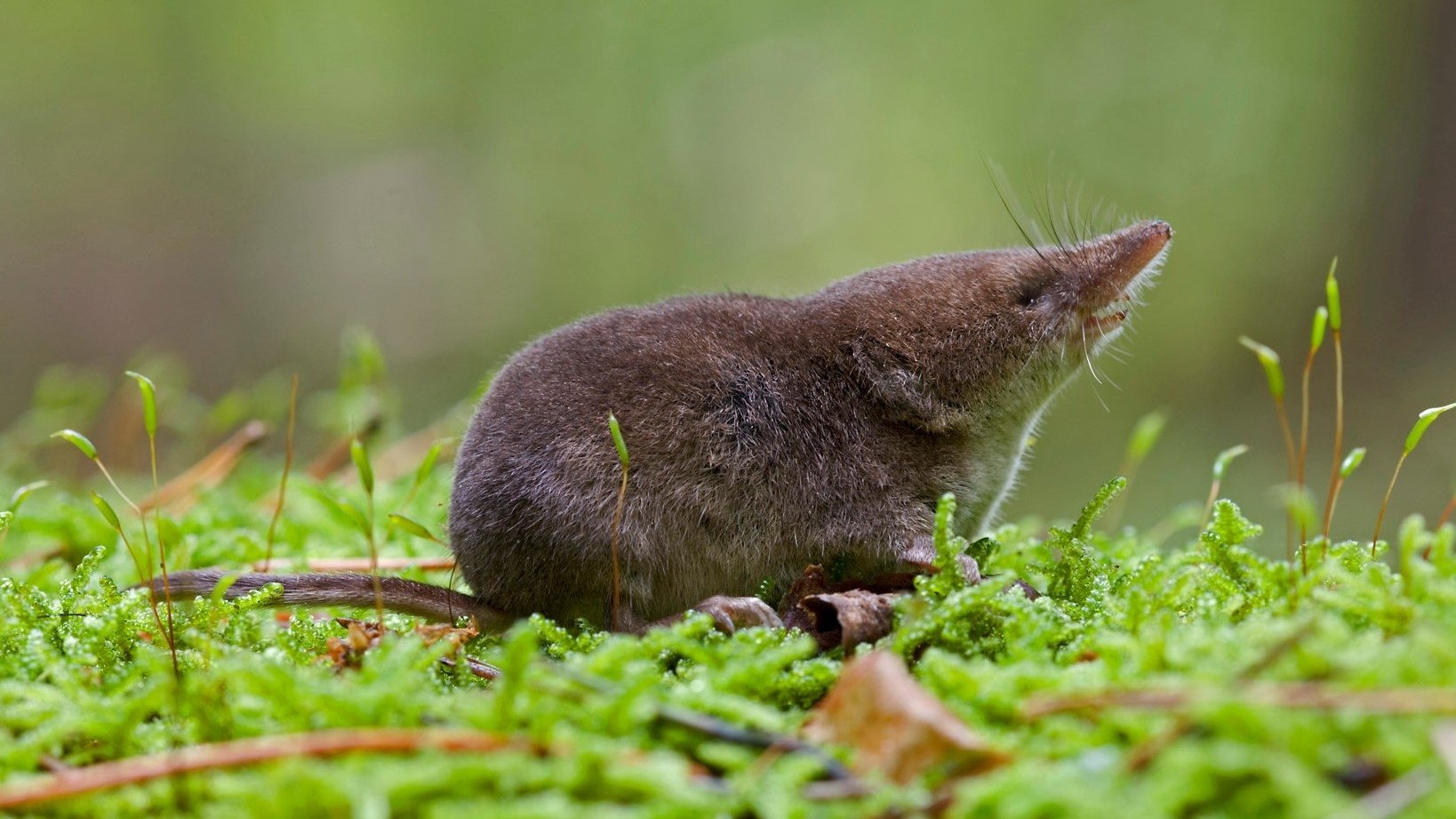 Super Small Animals Background