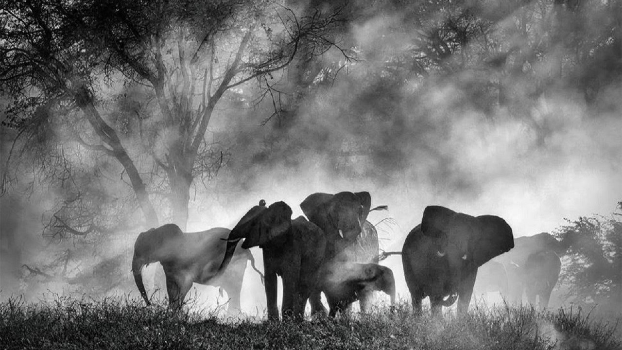 Ghost Elephants Background