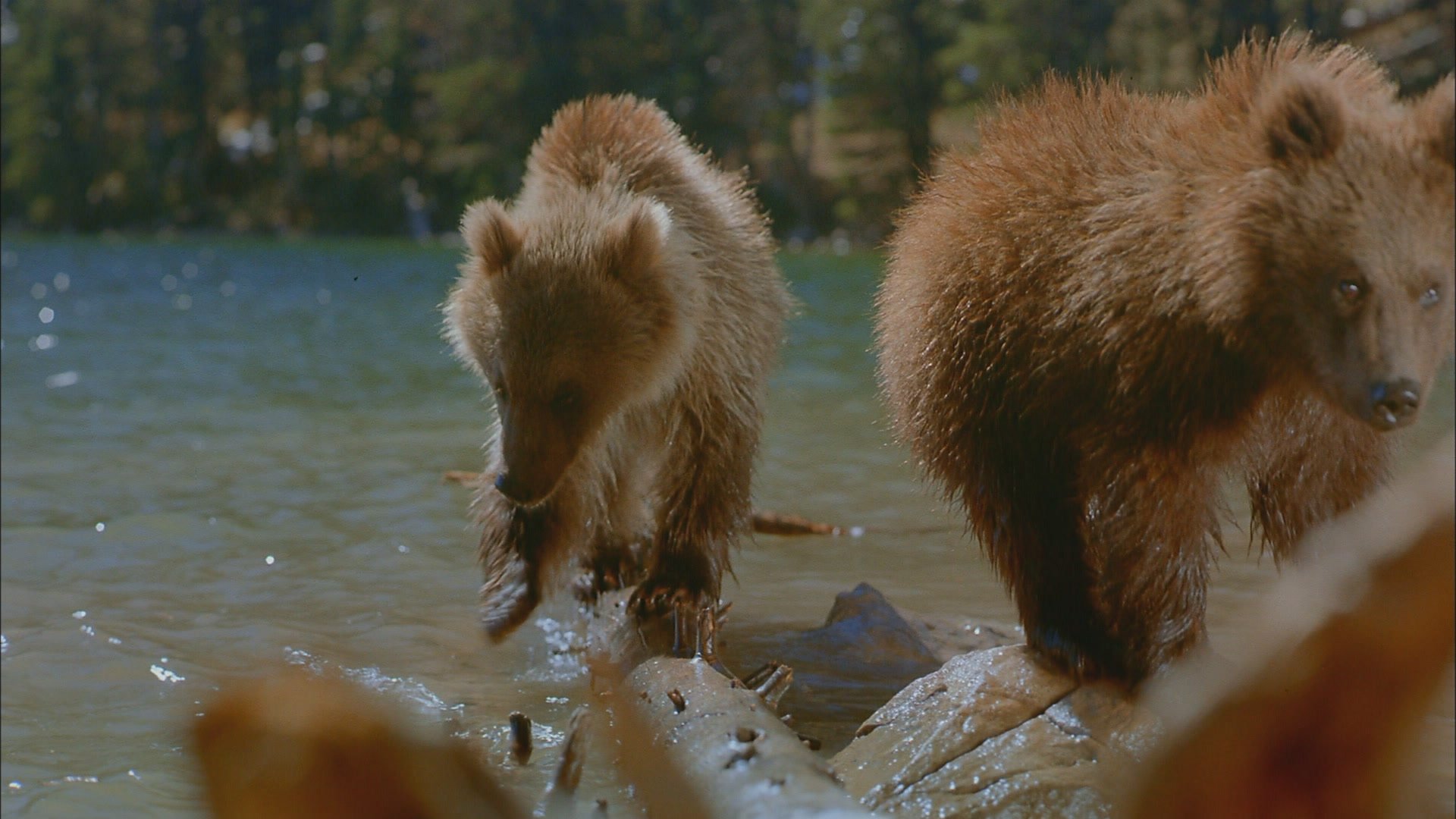 Bears Background