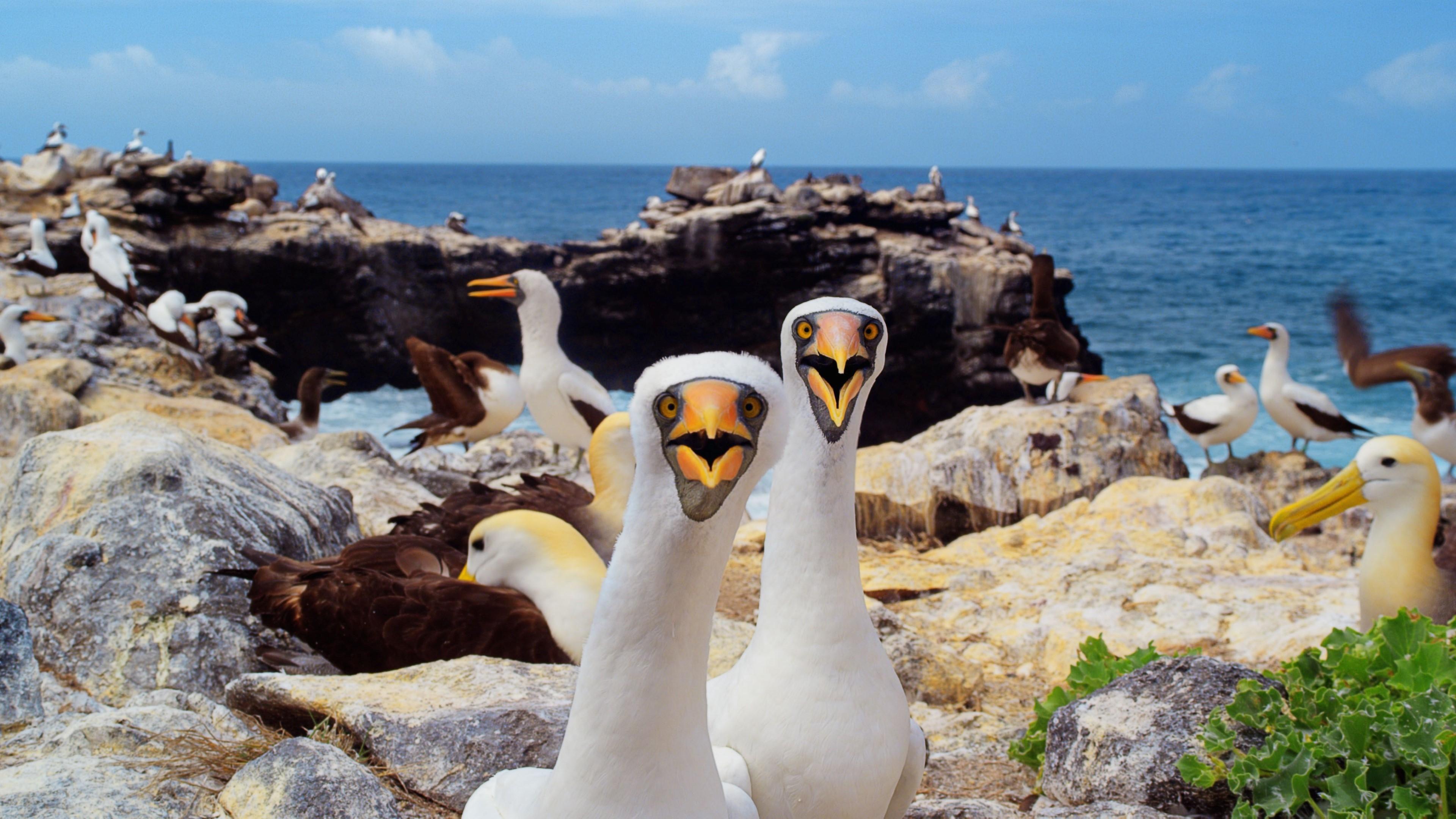 Galapagos 3D with David Attenborough Background