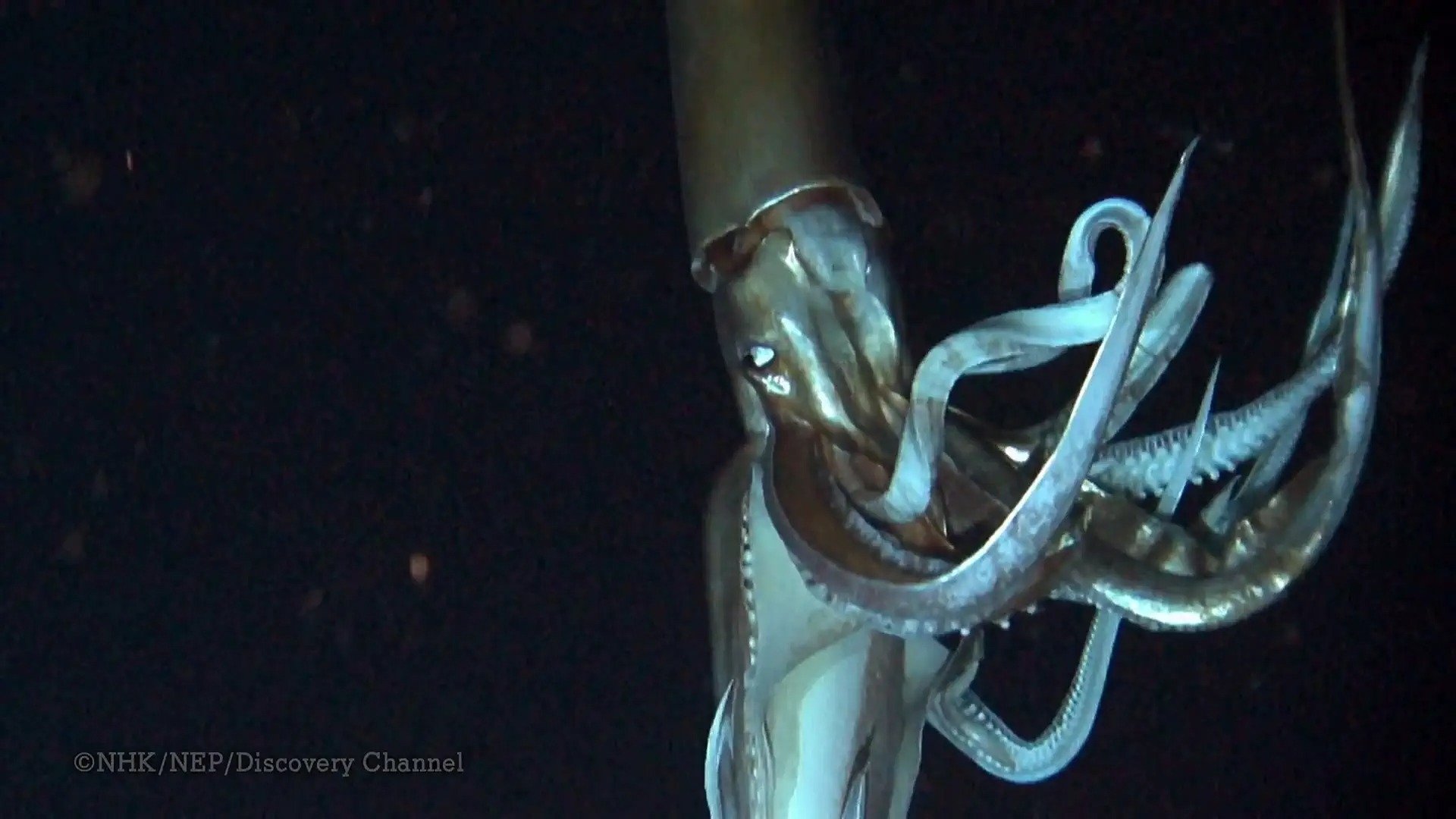 Deep Ocean Background