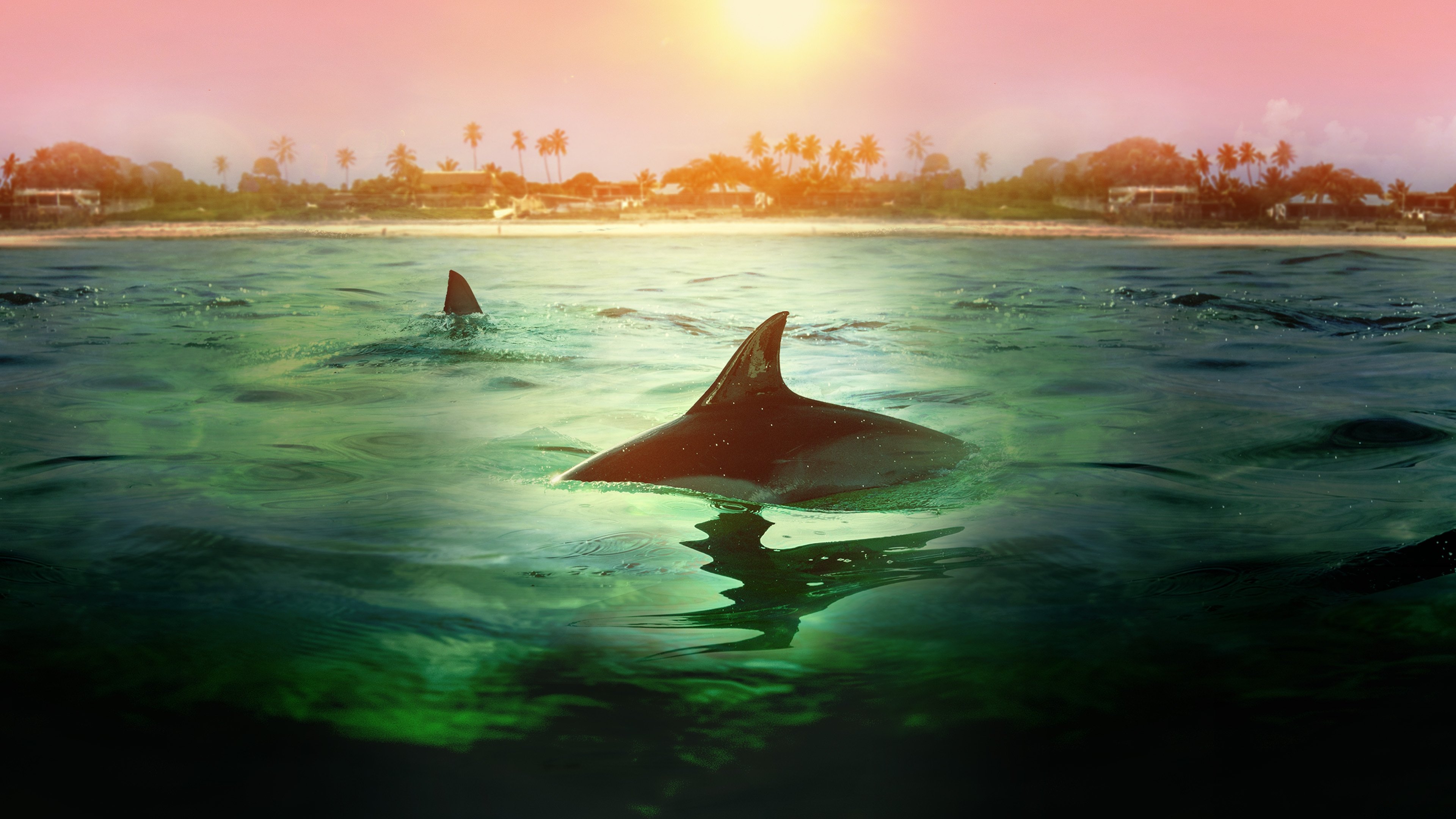 Sharks vs. Dolphins: Bahamas Battleground Background