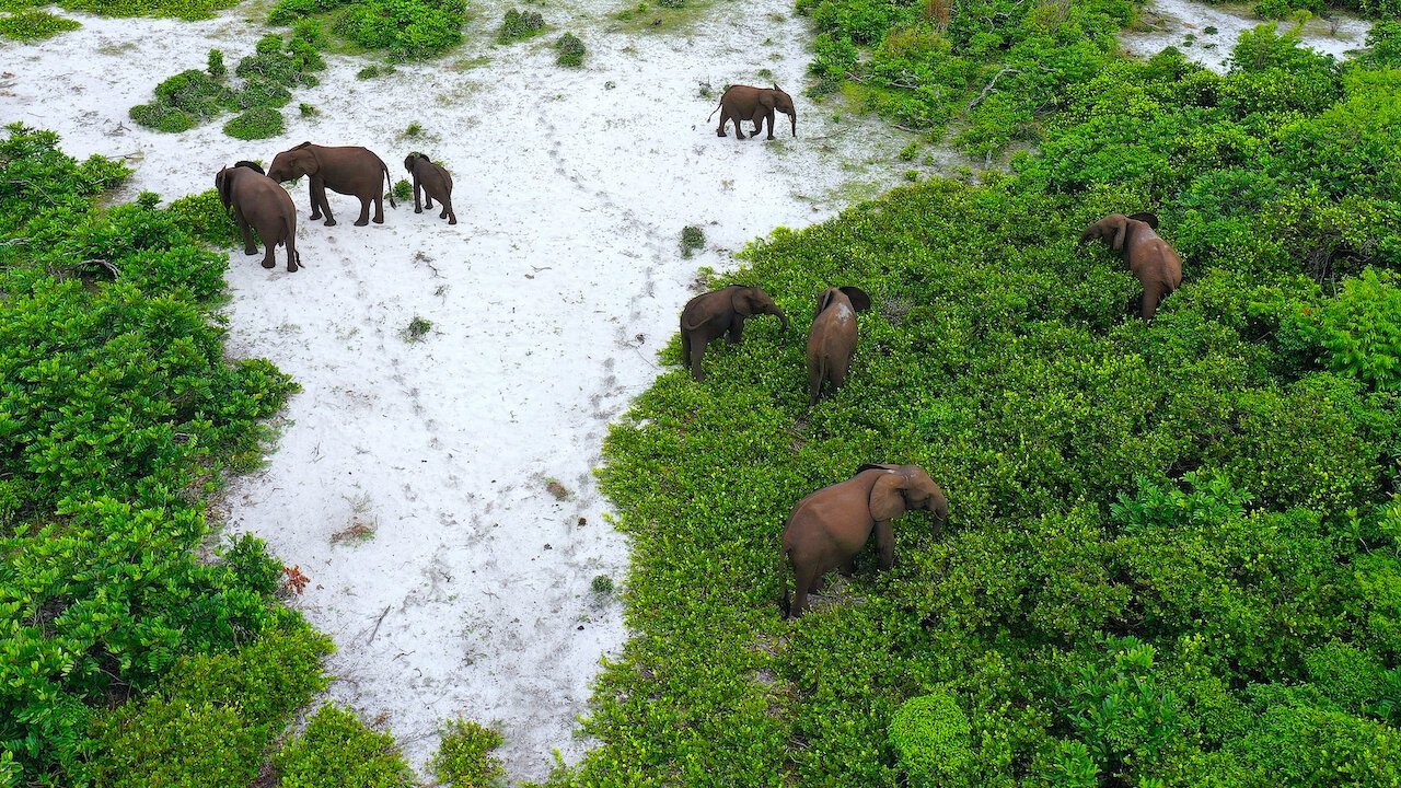 Rainforest First: Climate Protection in Central Africa Background