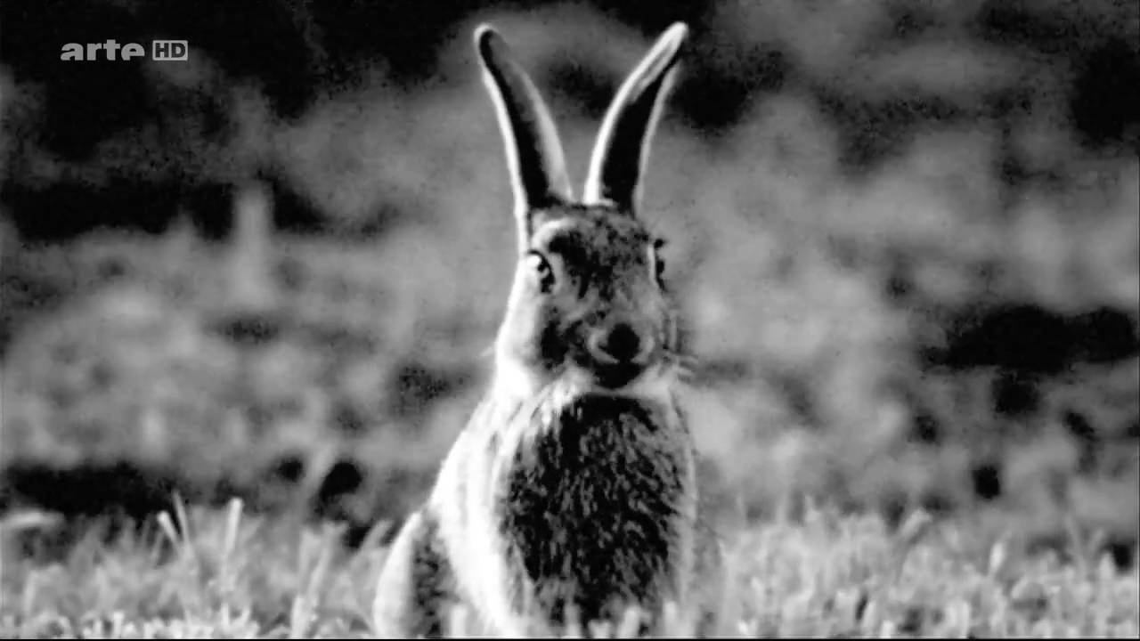 Rabbit à la Berlin Background
