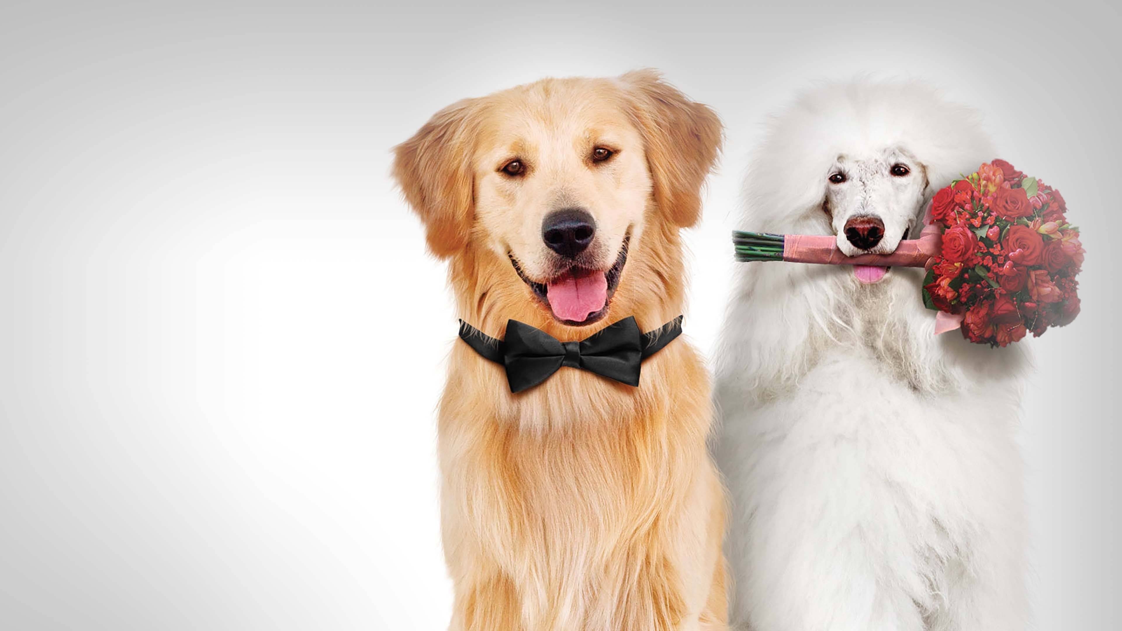 A Christmas Wedding Tail Background
