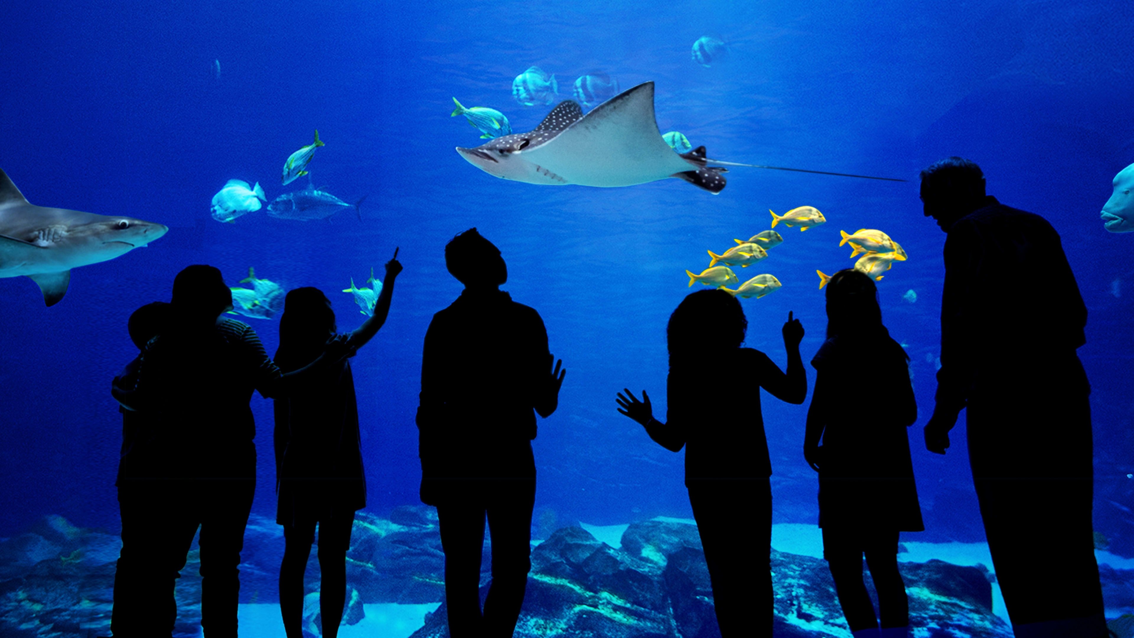 The Aquarium Background