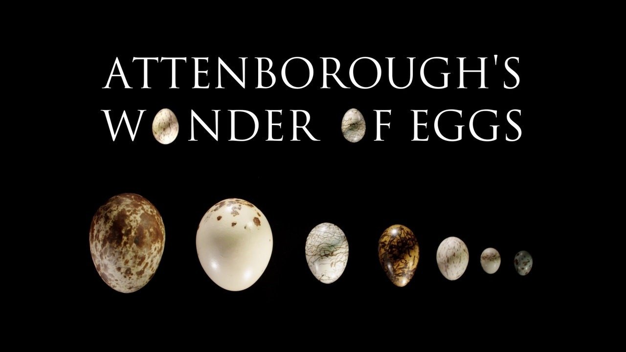 Attenborough's Wonder of Eggs Background