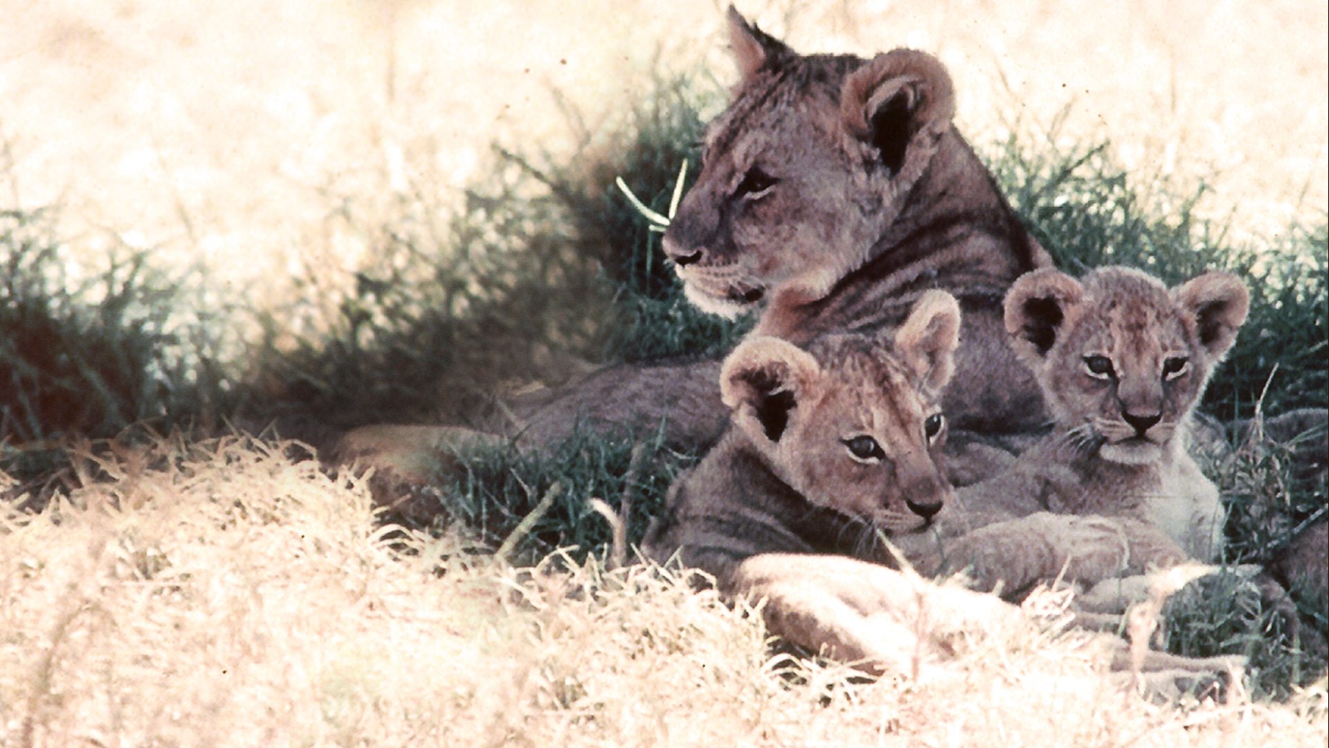 The African Lion Background