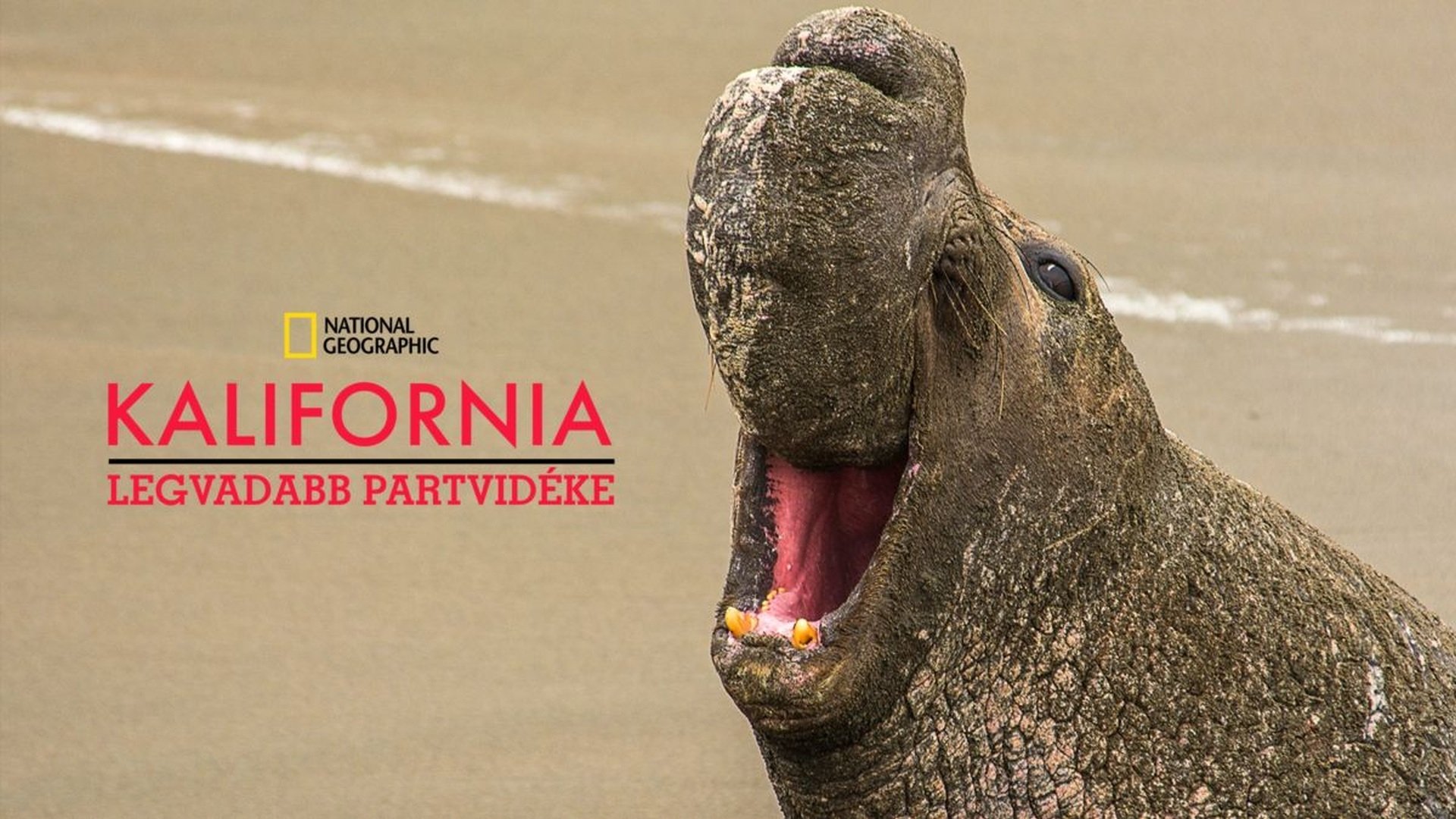 California's Wild Coast Background