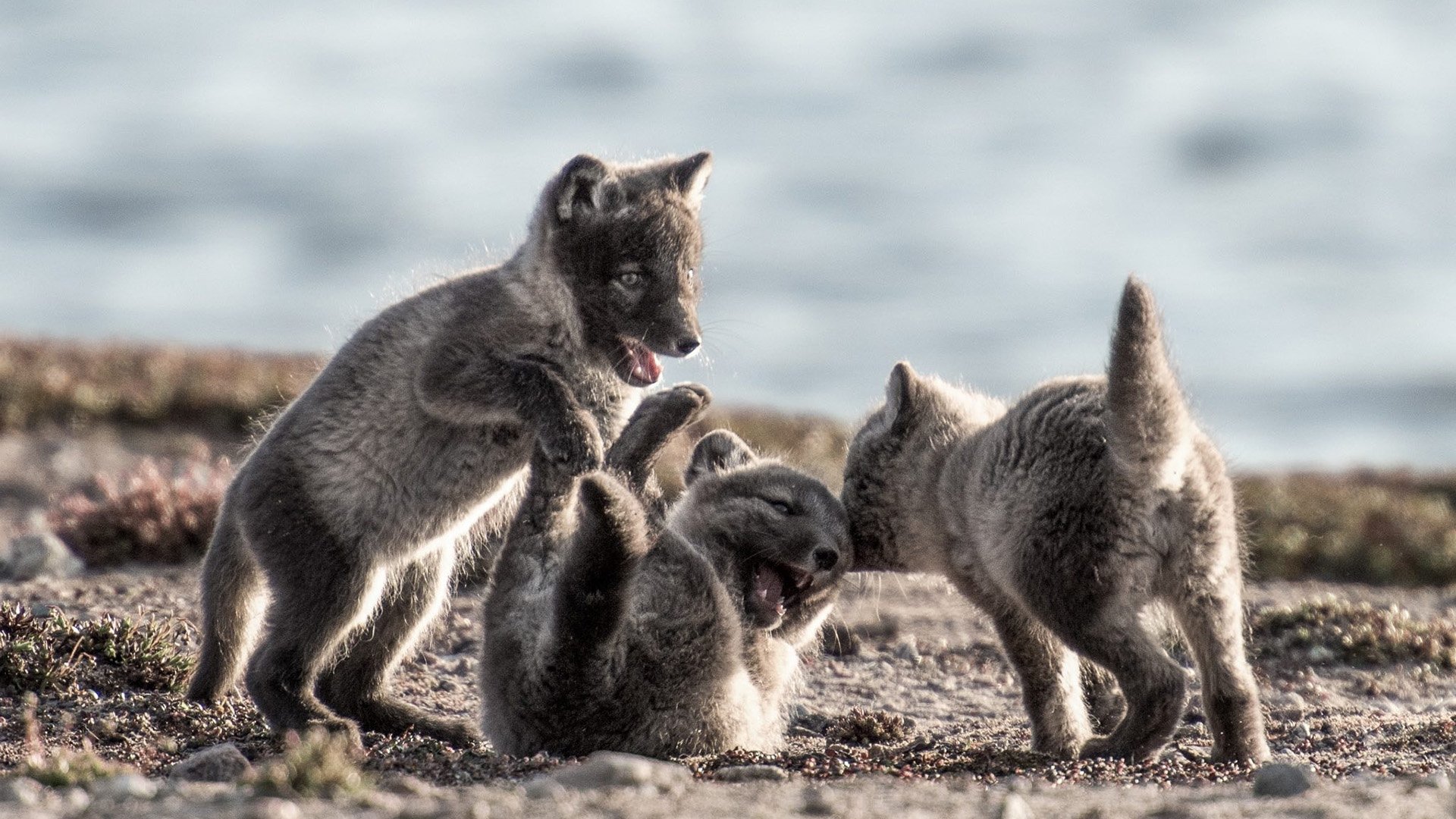 Canada: Surviving the Wild North Background