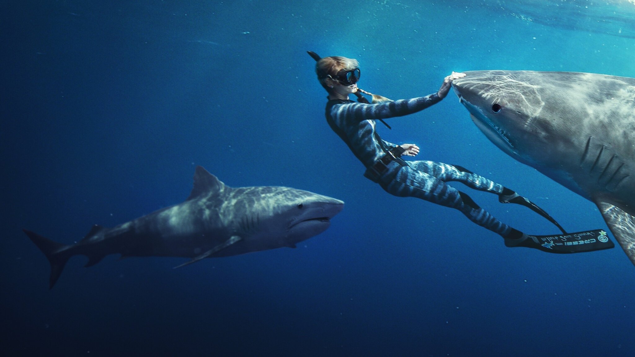 Shark Whisperer Background