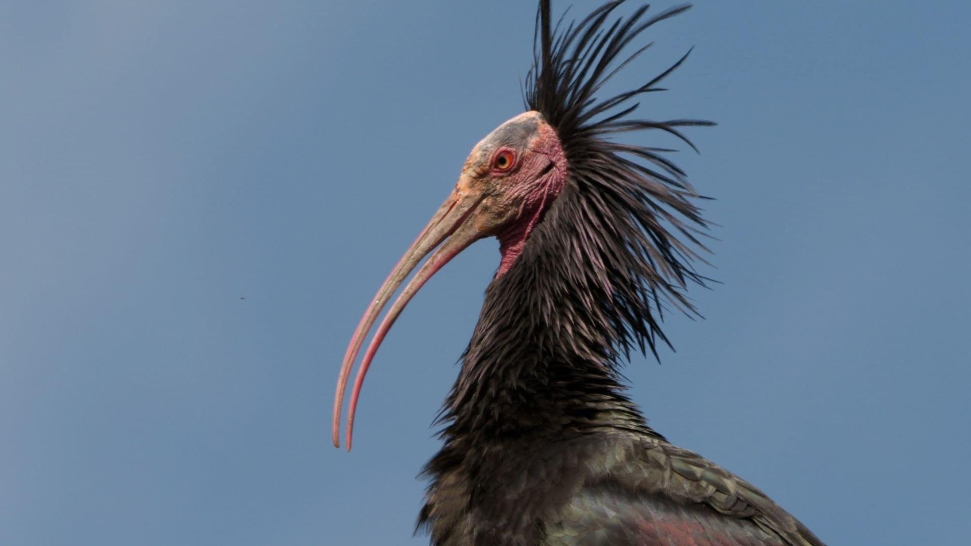 Der Waldrapp: Zugvogel im Aufwind Background