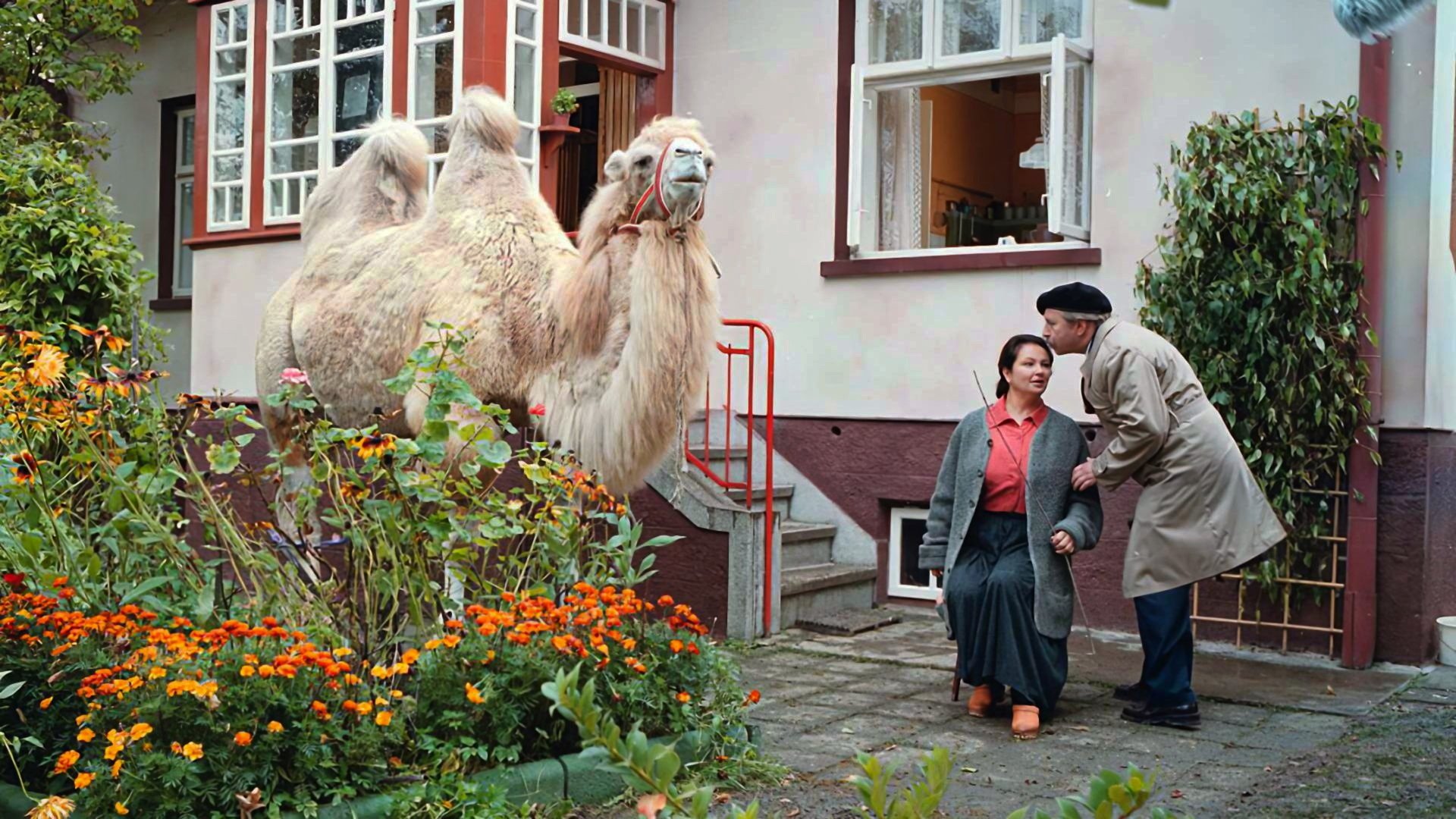 The Big Animal Background